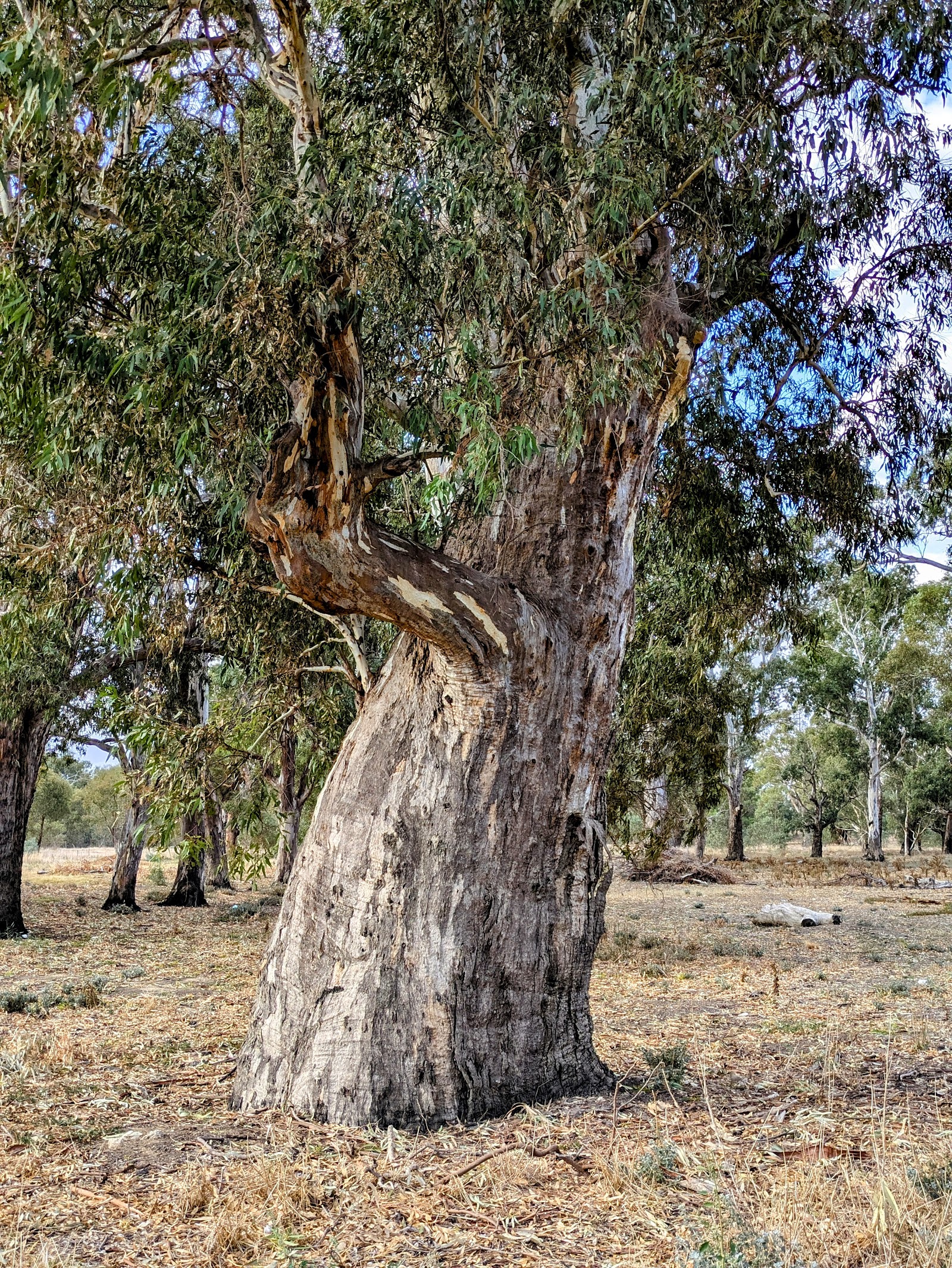Newbridge Recreation Reserve 2