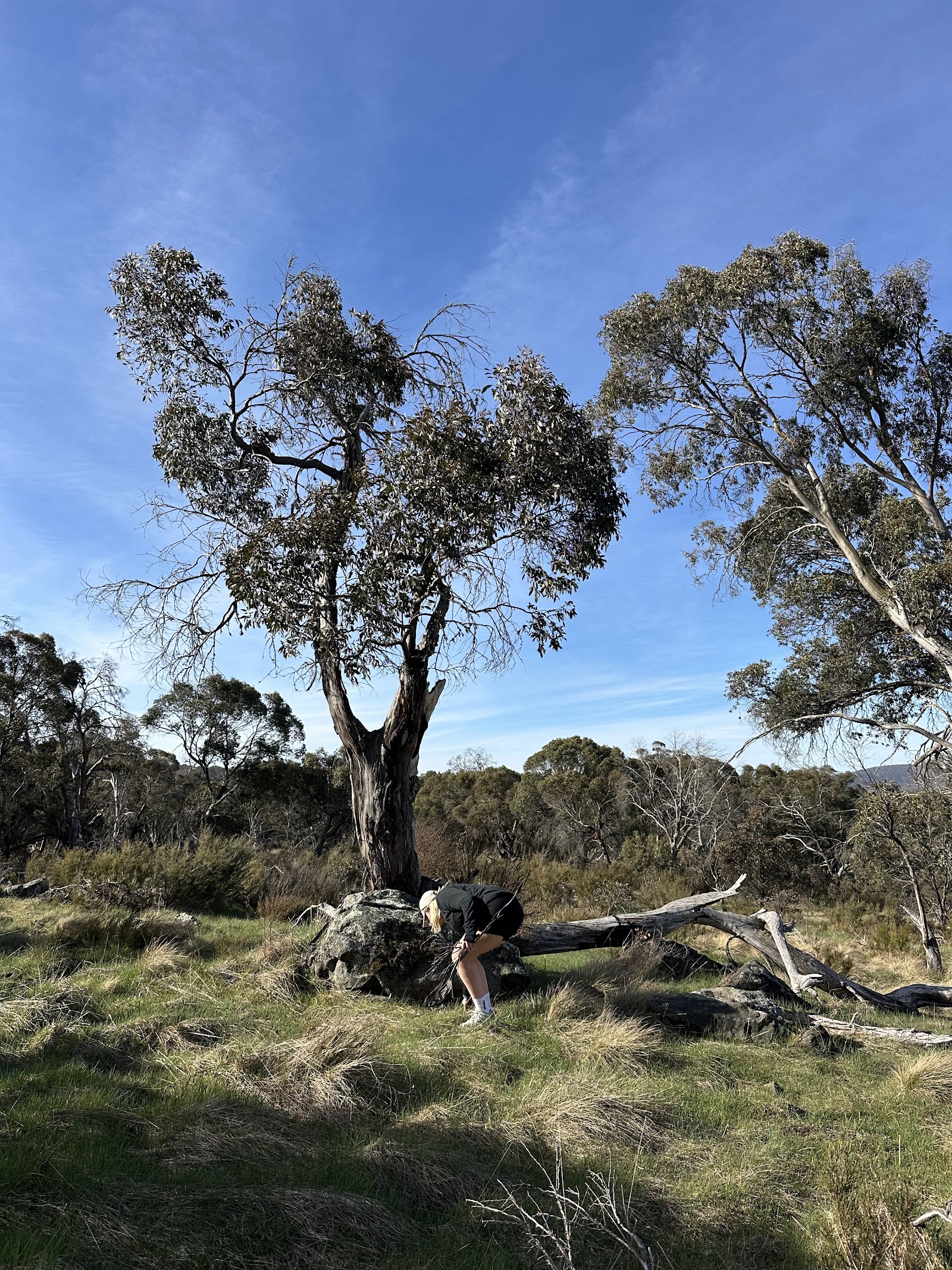 Long Plain Hut campground 3