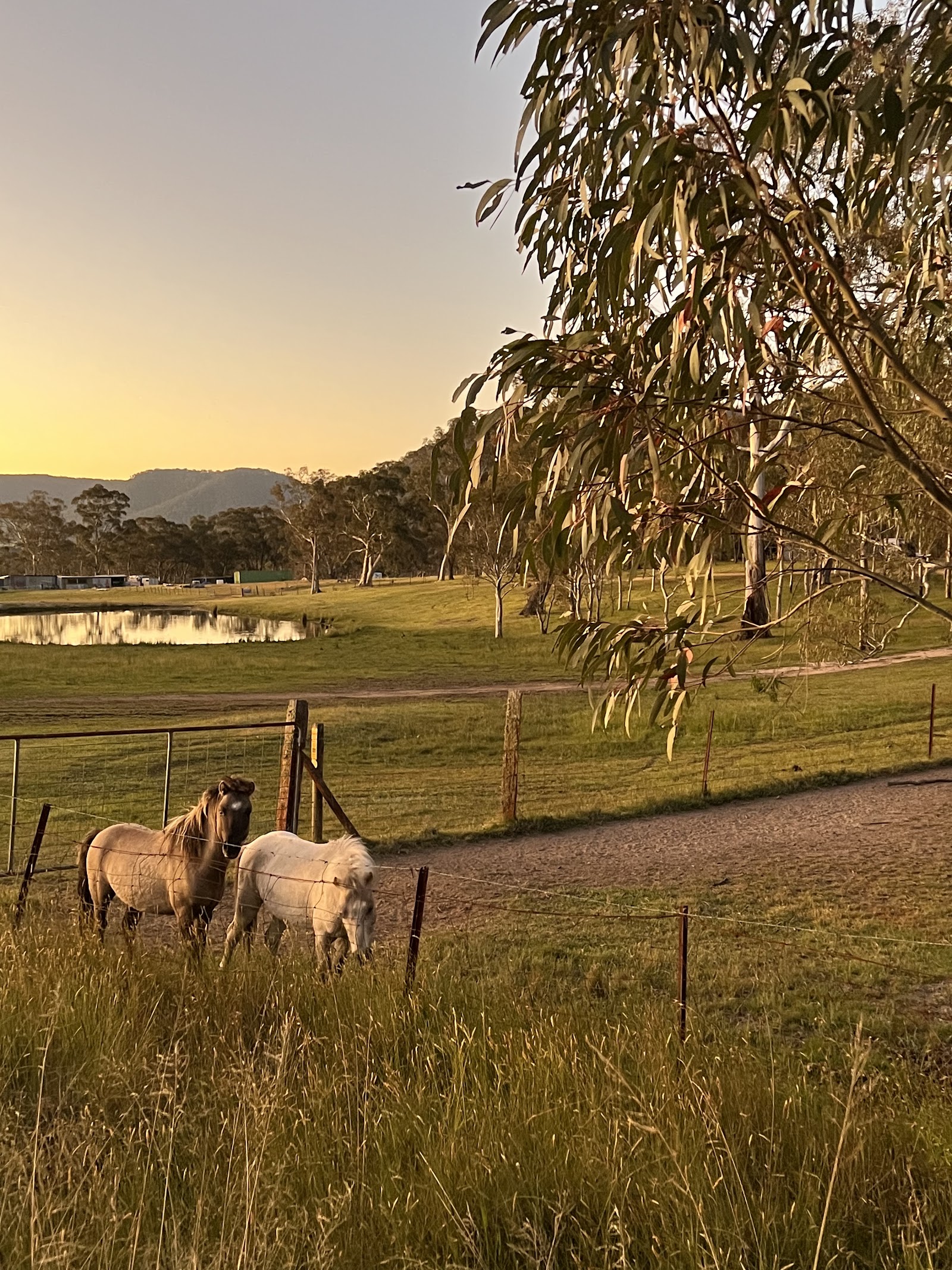 Lockyer's Track Campground 3
