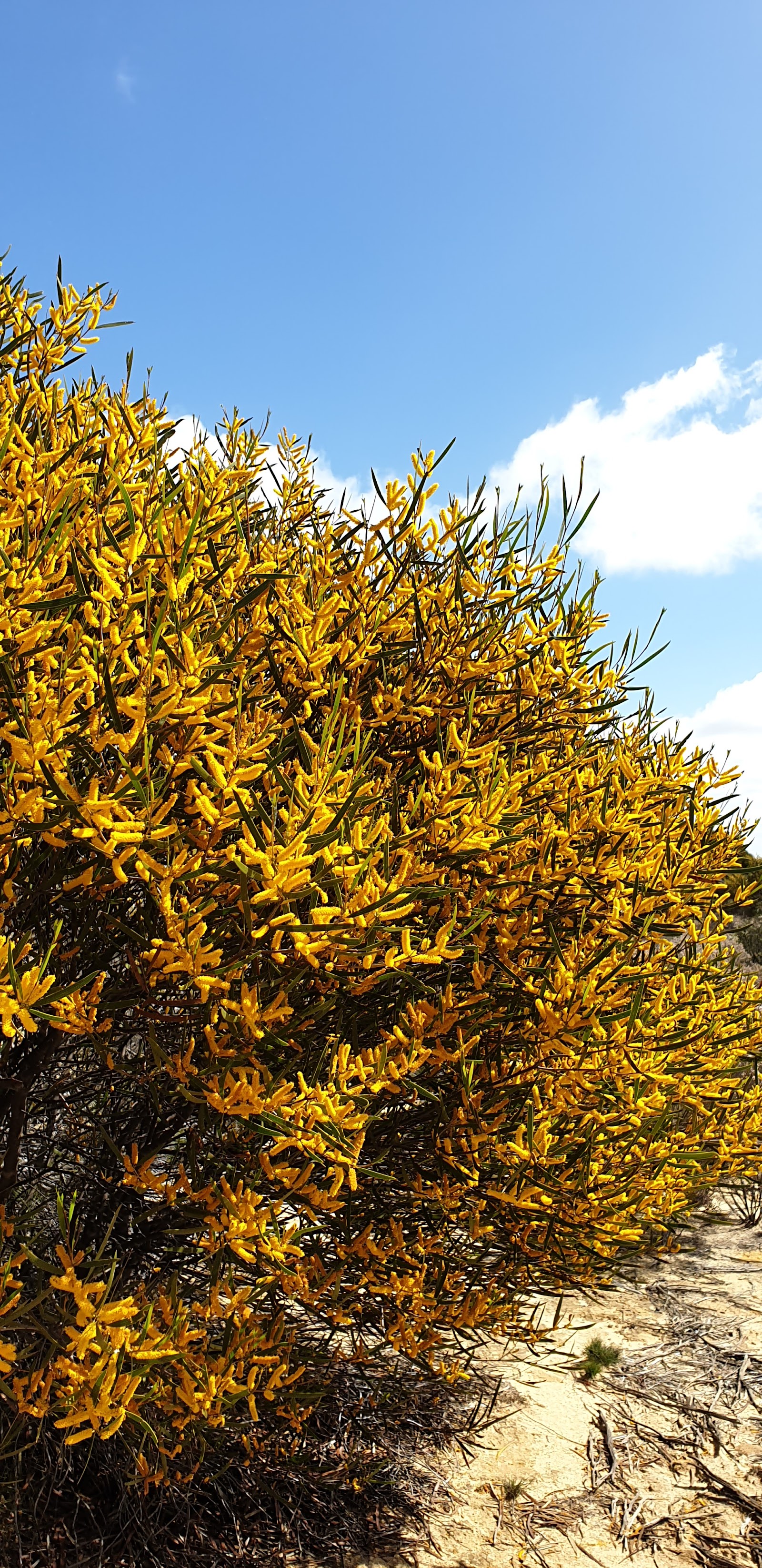 Koorda Native Flora Reserve - Campground 3