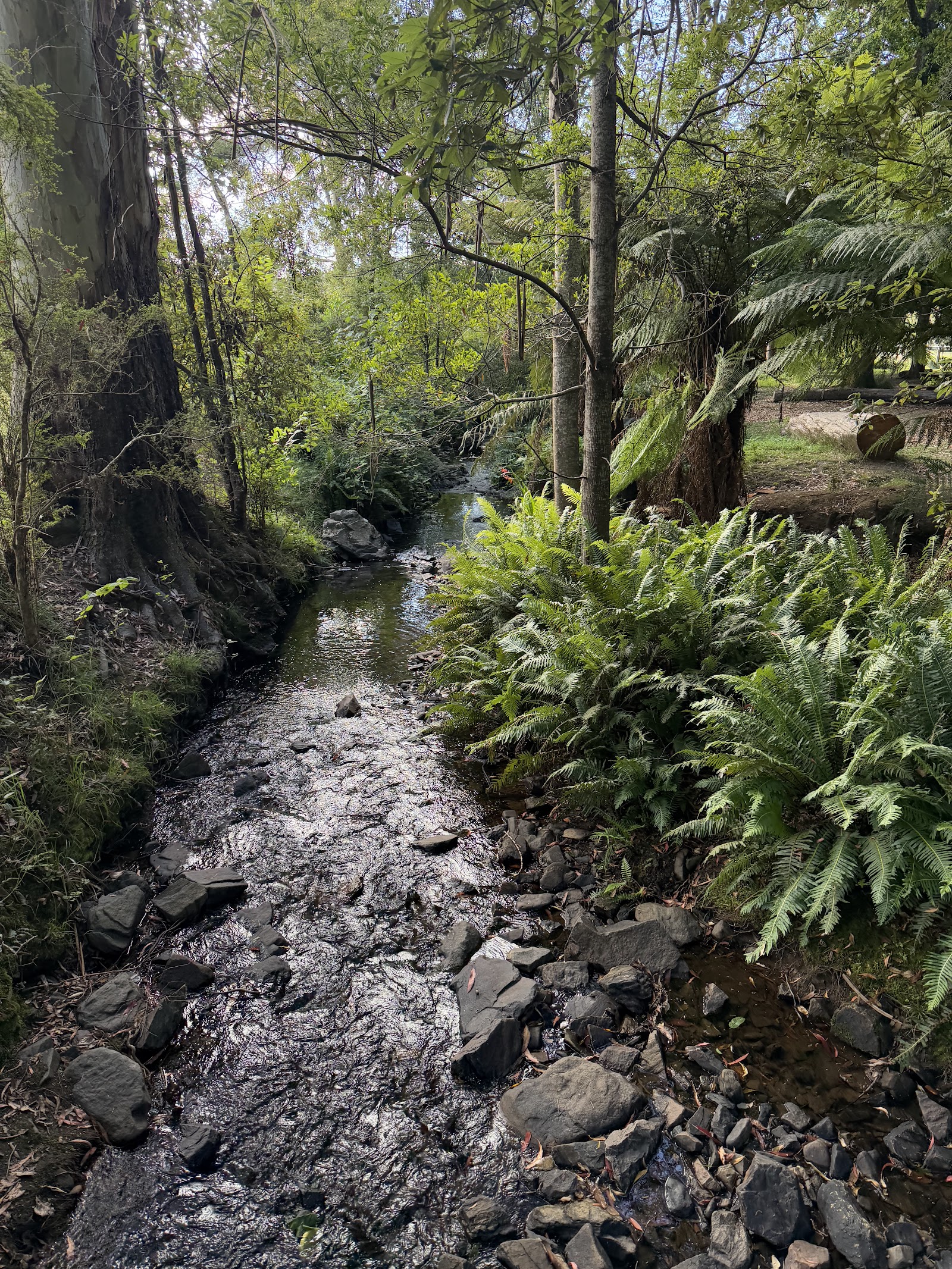 Lilydale Falls Camping Area 10