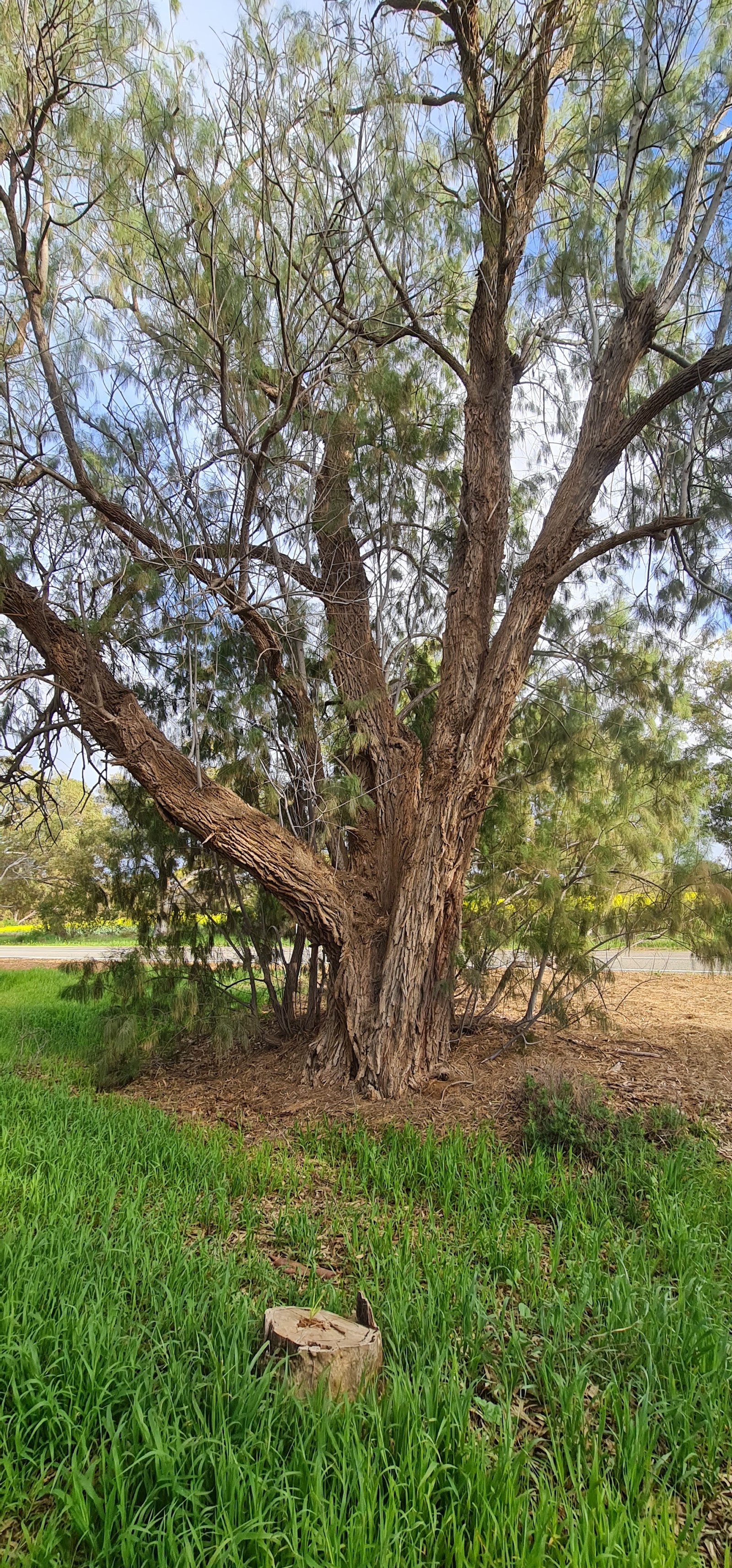 Dongara East Rest Area 2
