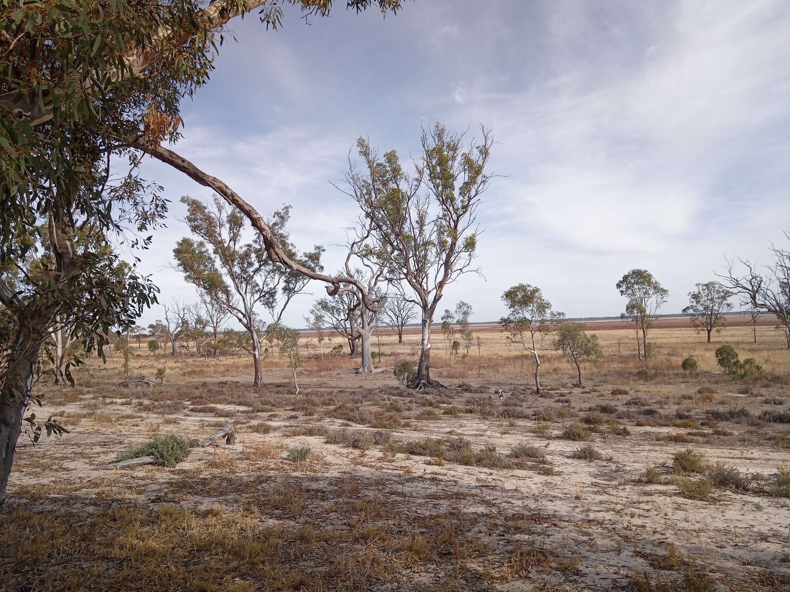 Yaapeet Beach Campground - Lake Albacutya Regional Park 3