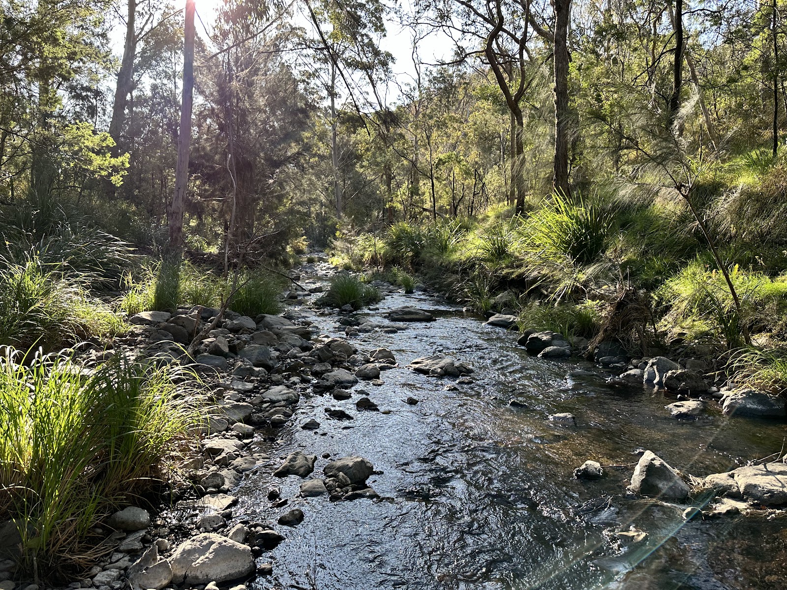 Poplar Flat camping area Main Range NP 3