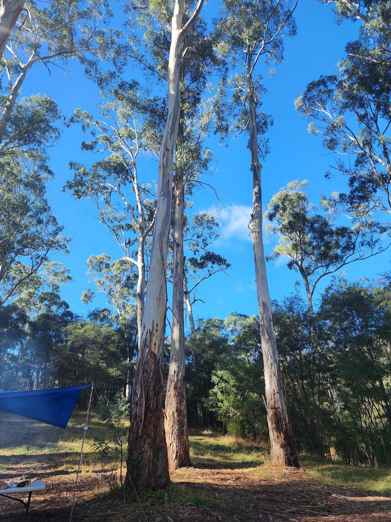 Chaffe creek camping ground 8