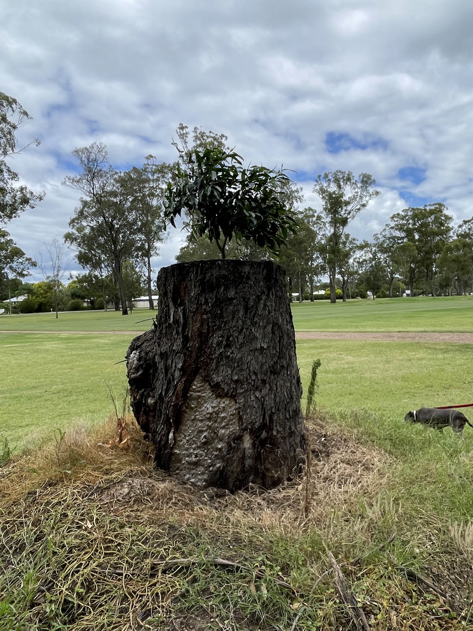 Murgon Golf Club 3