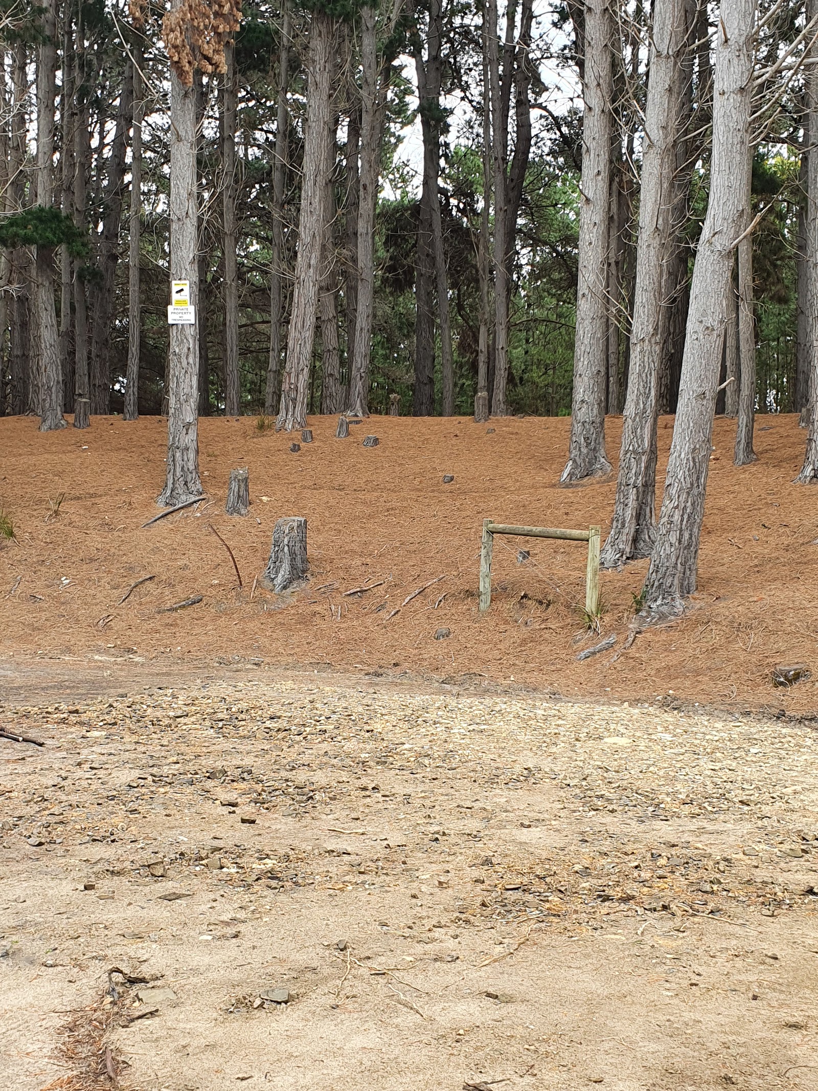 The Pines Campsite 3