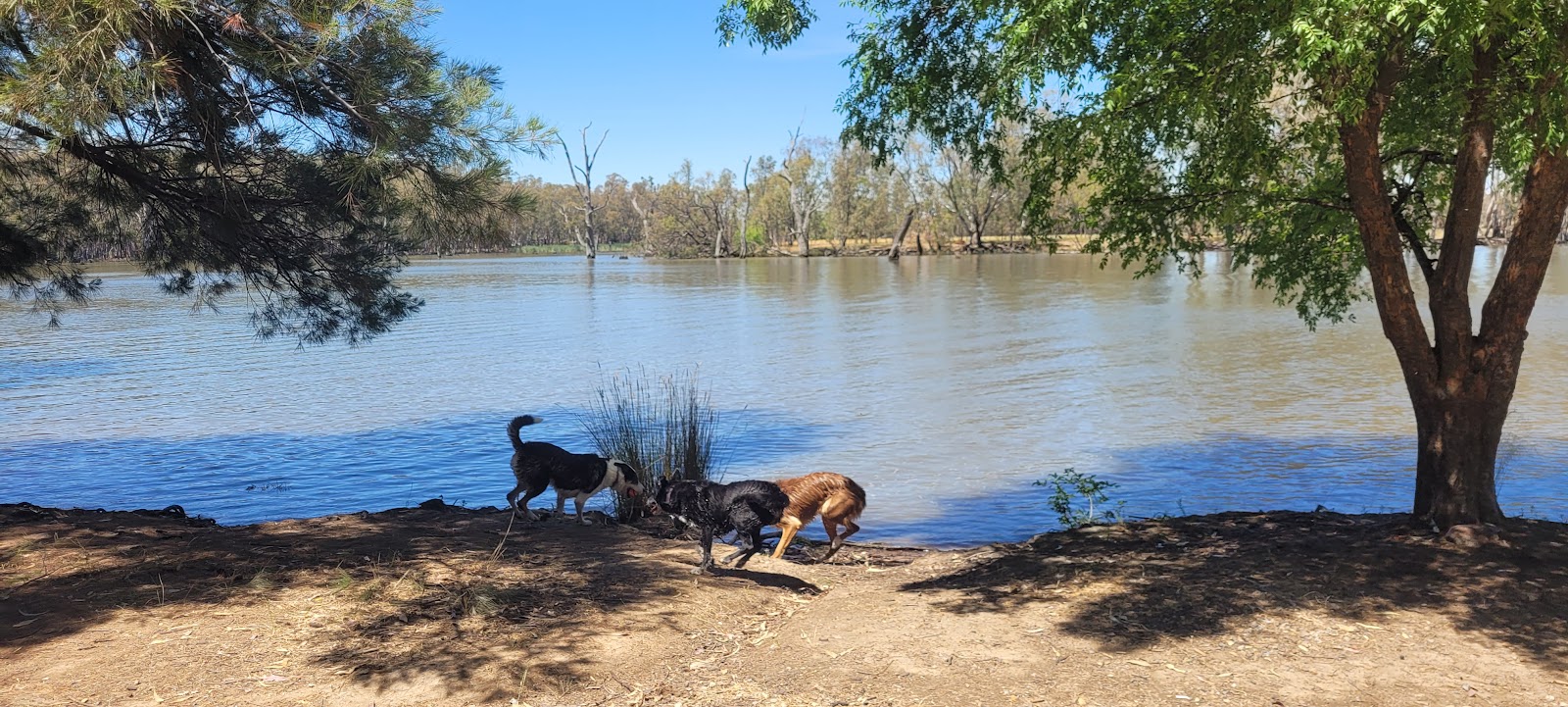 Five Mile Reserve, dog friendly, Bundidgerry Creek 3