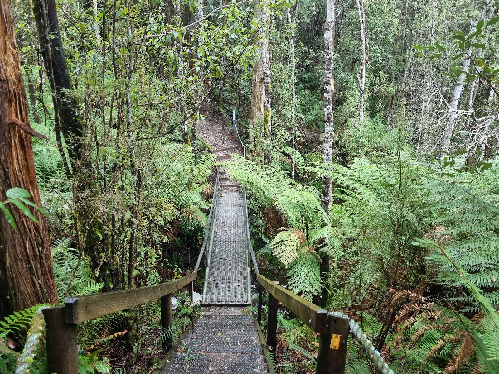 Leven Canyon Lookout 6
