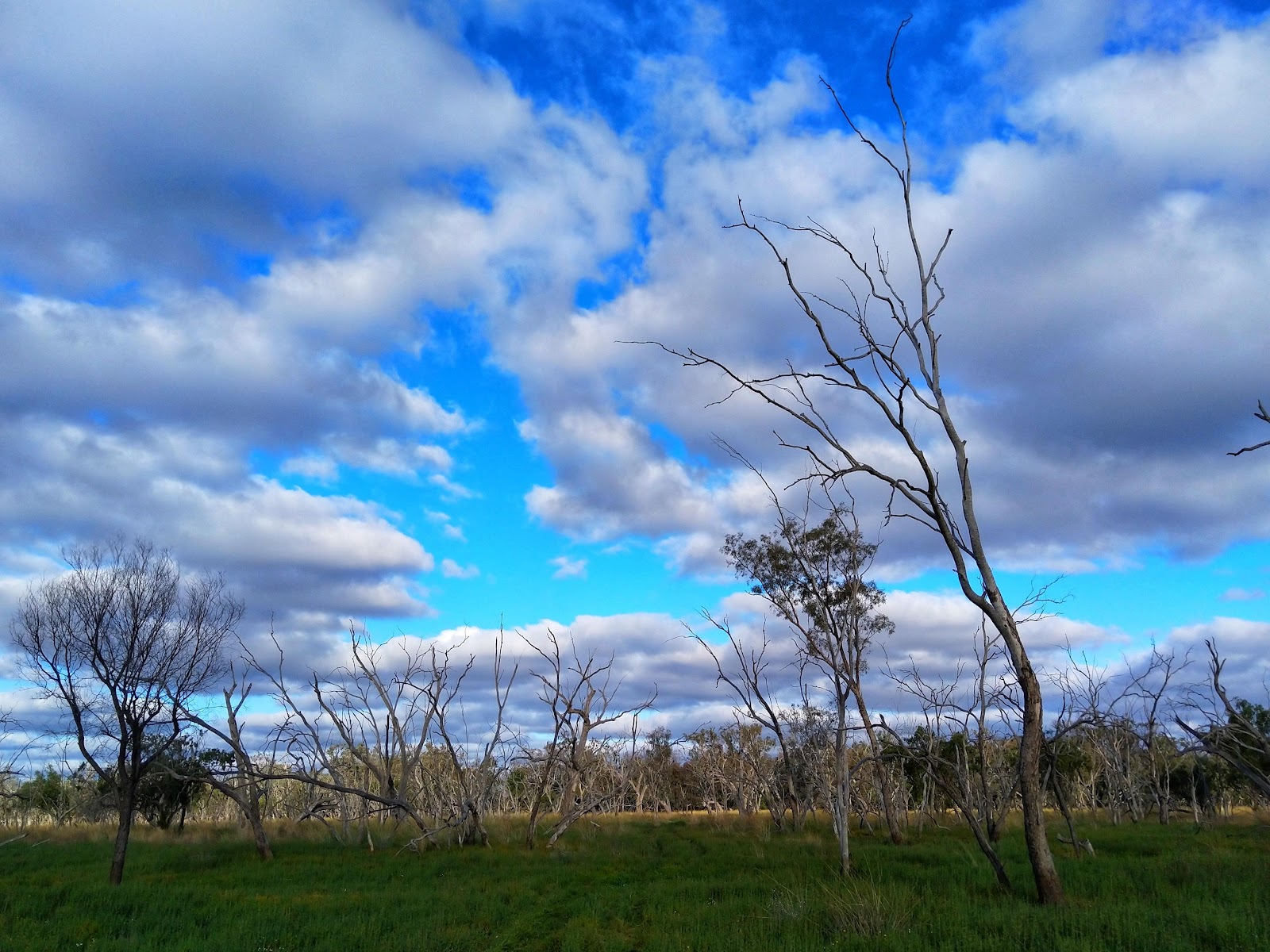 Culgoa River campground 3
