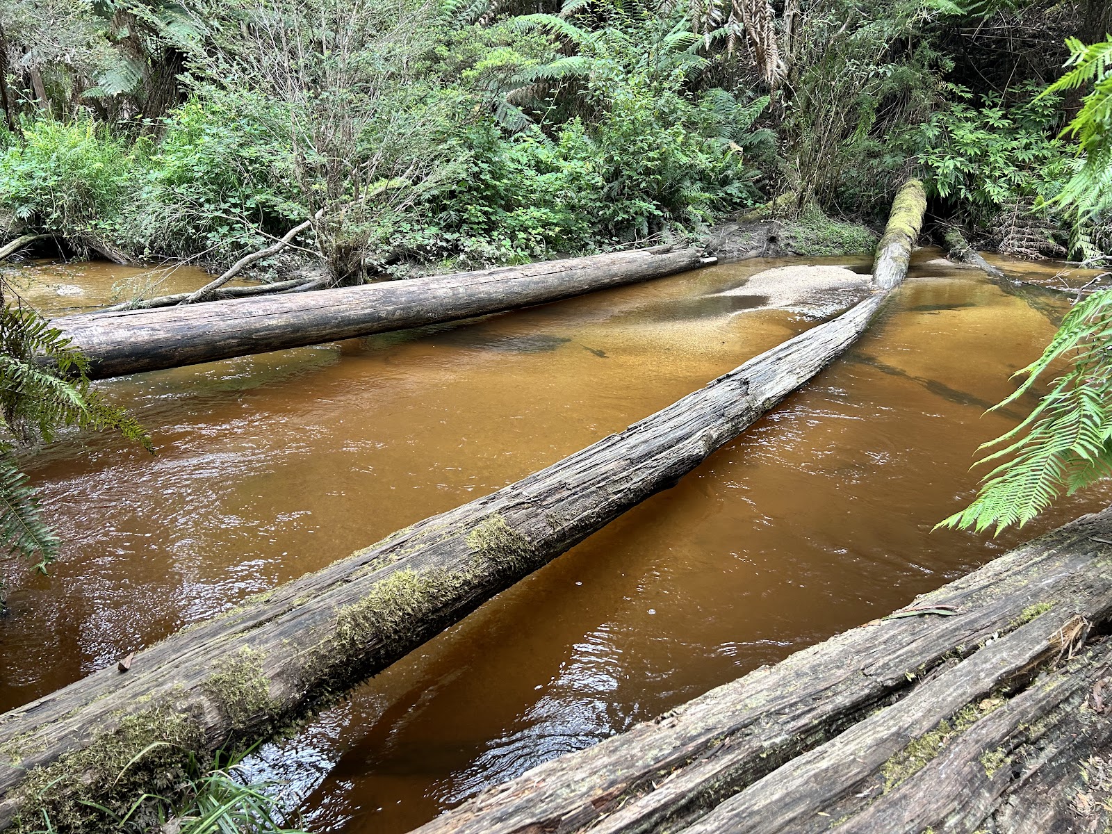 Latrobe River Camping Area 2