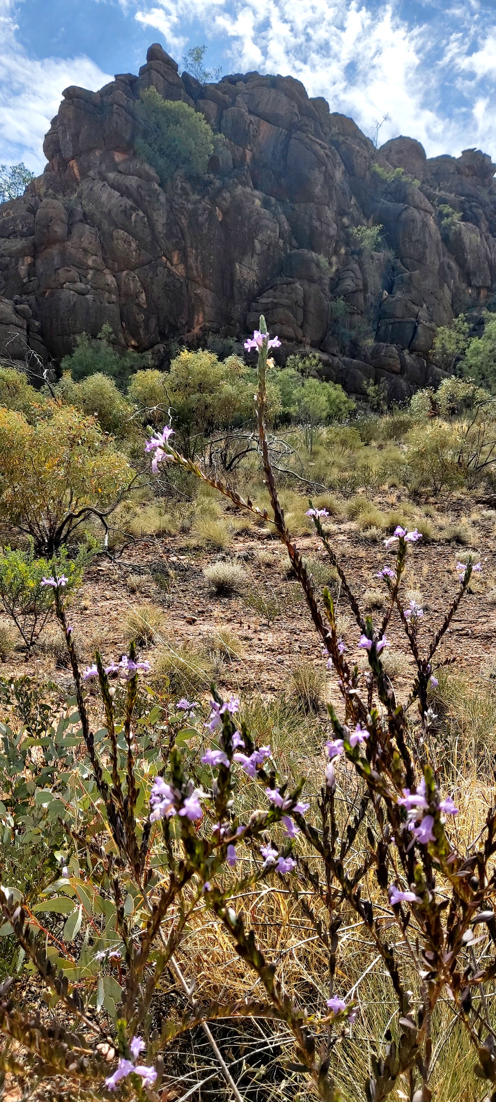 Corroboree Rock 2