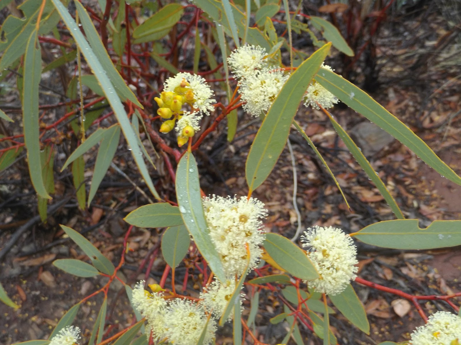 Corroboree Rock 3