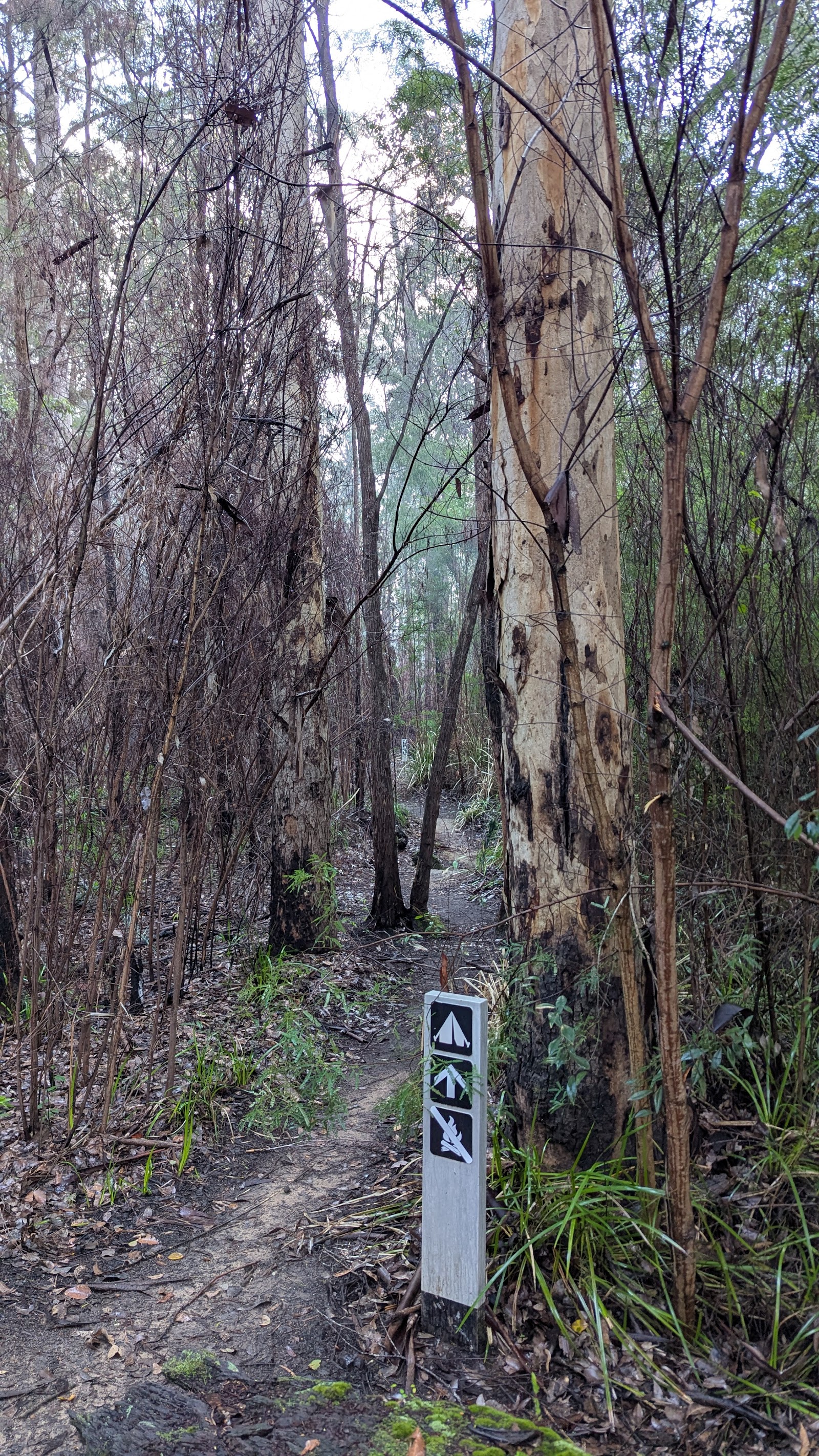 Centre Road Crossing Campsite 2