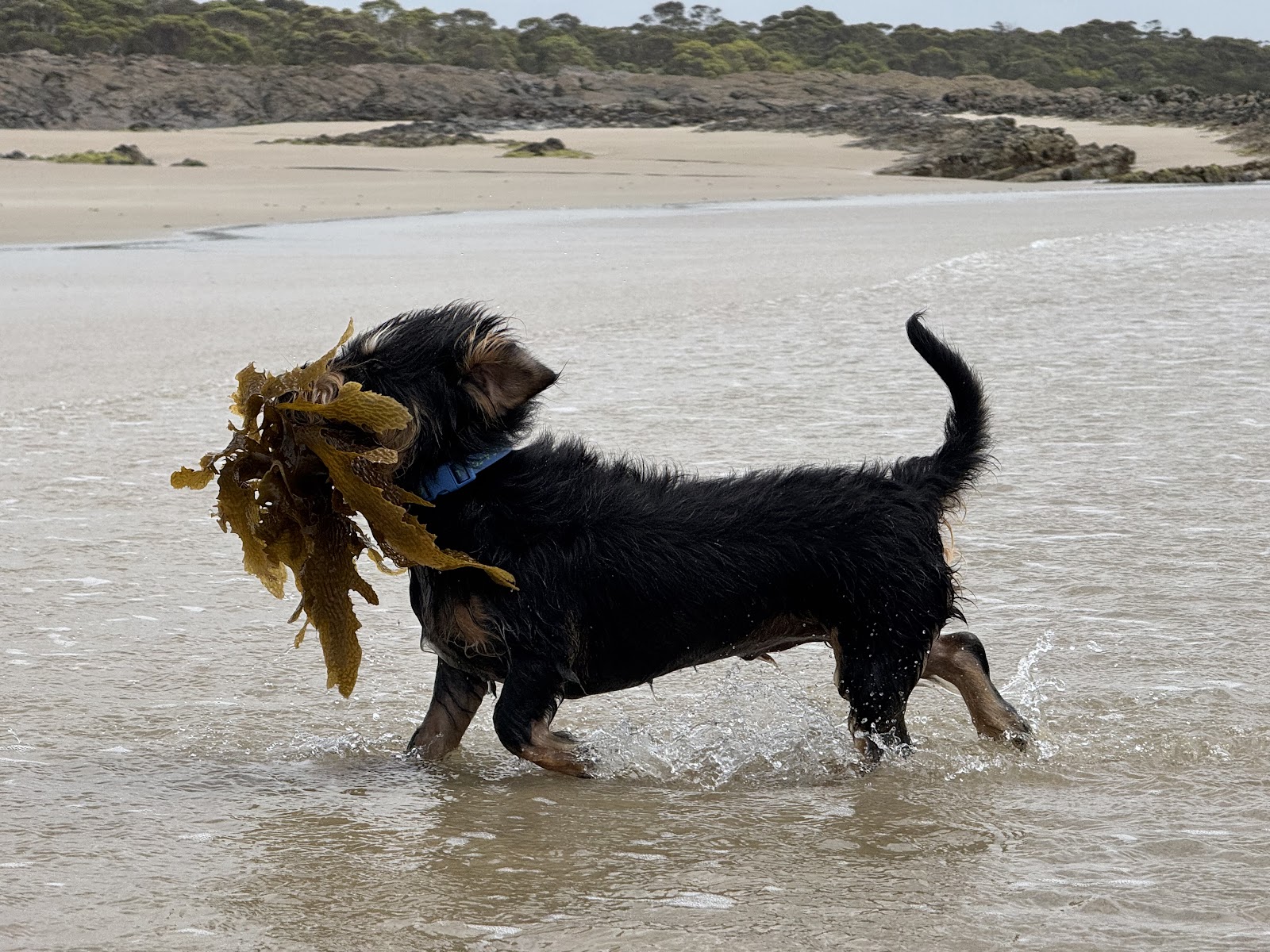 Peggs Beach 6