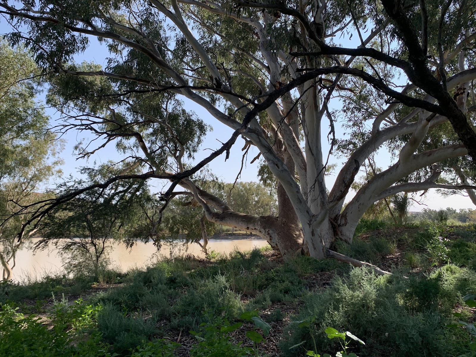Innamincka Regional Reserve 4