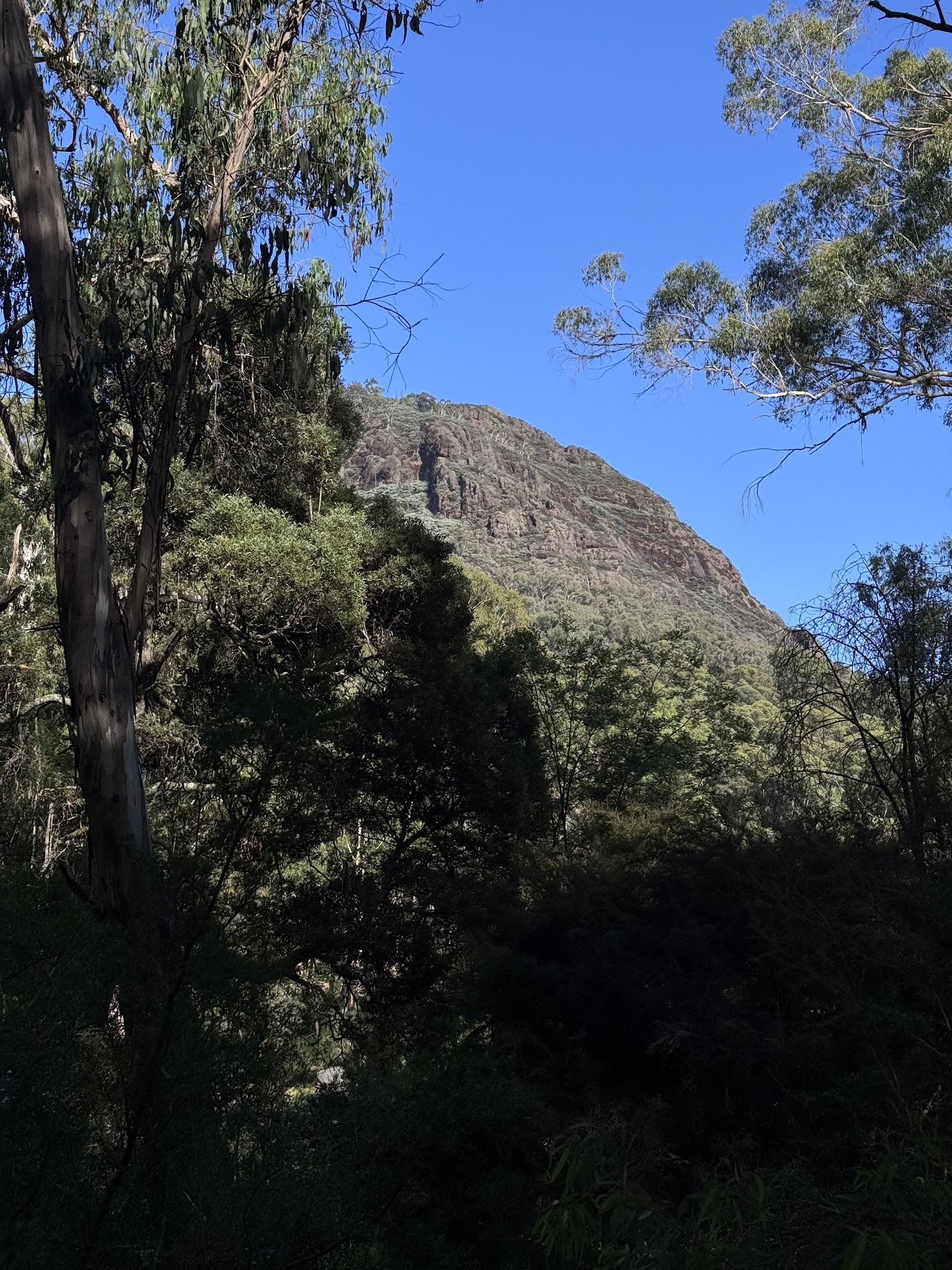 Bennies 7