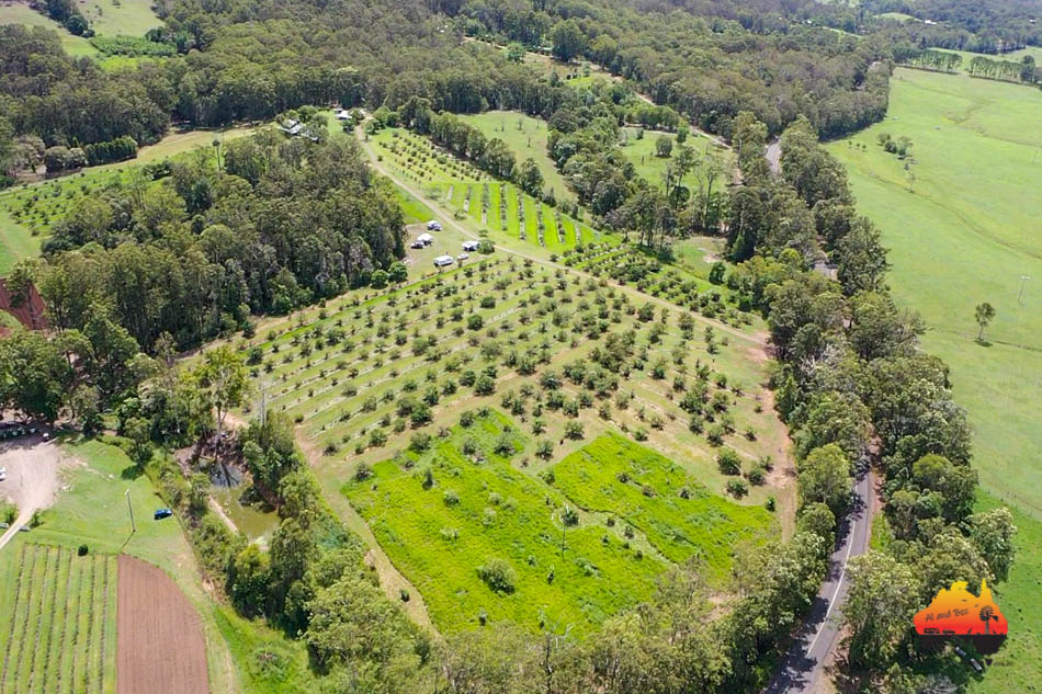 Wolvi Grove (Avocados & Camping) 2