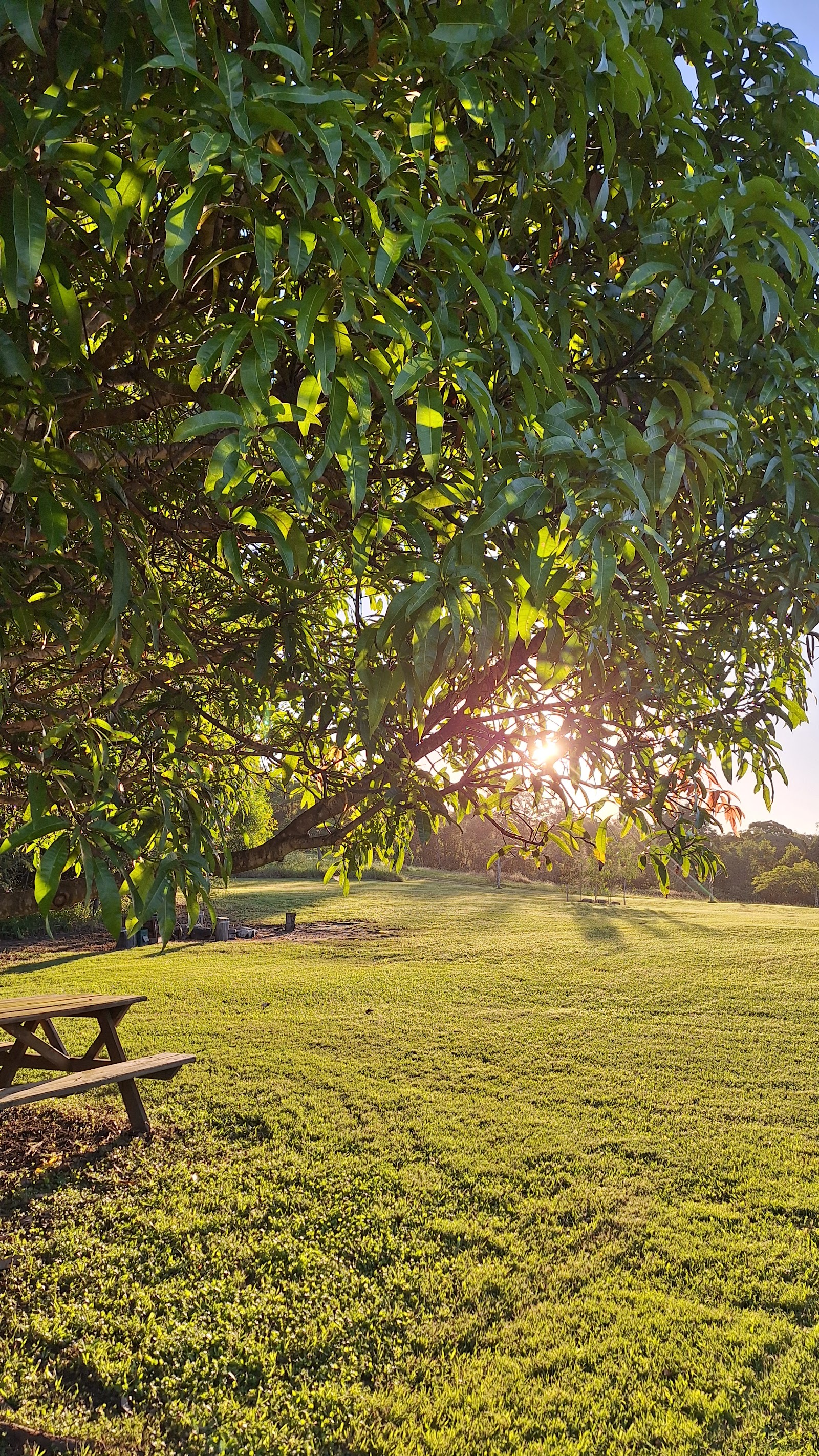 Wolvi Grove (Avocados & Camping) 6