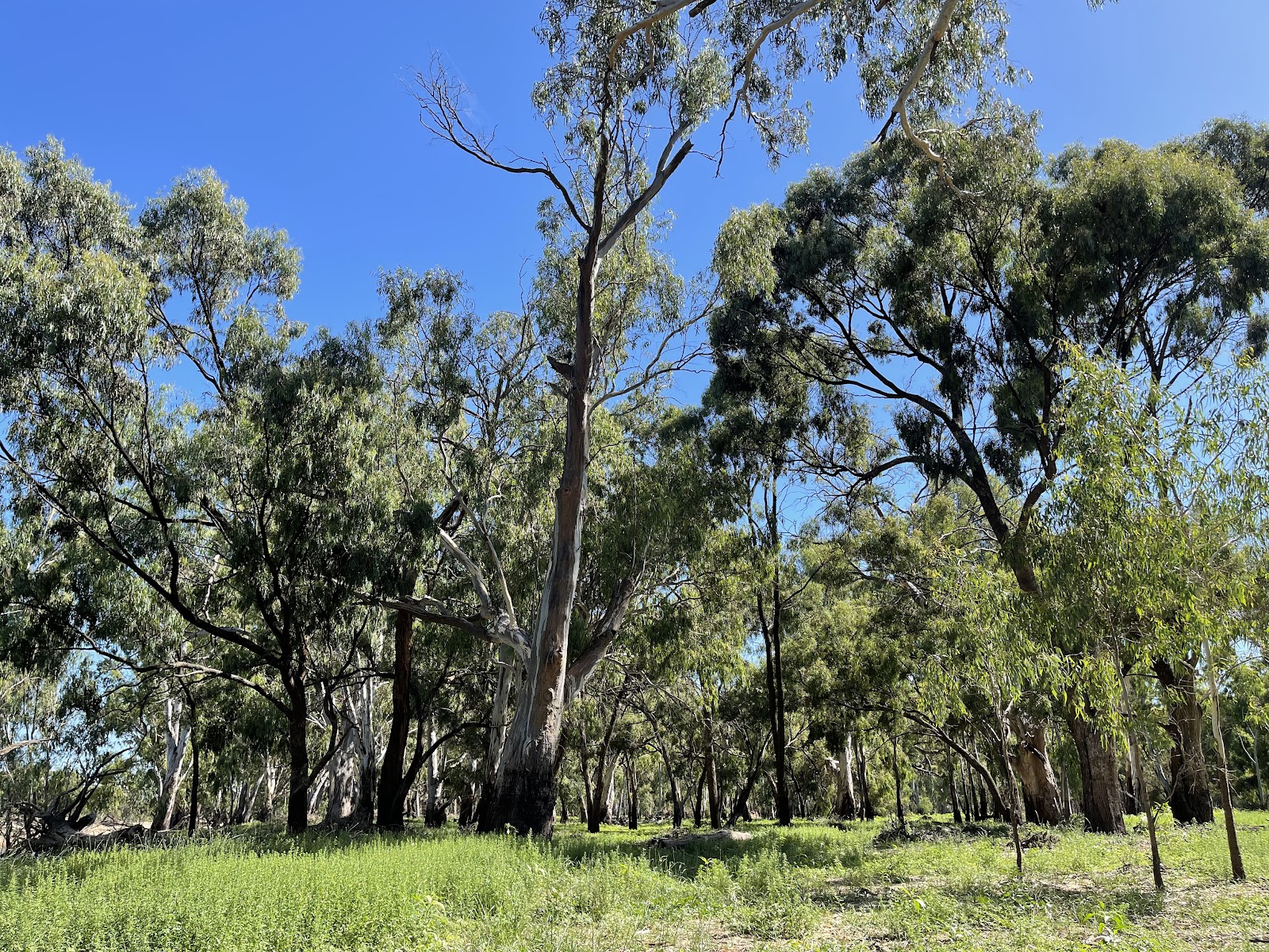 Kyalite campground 3