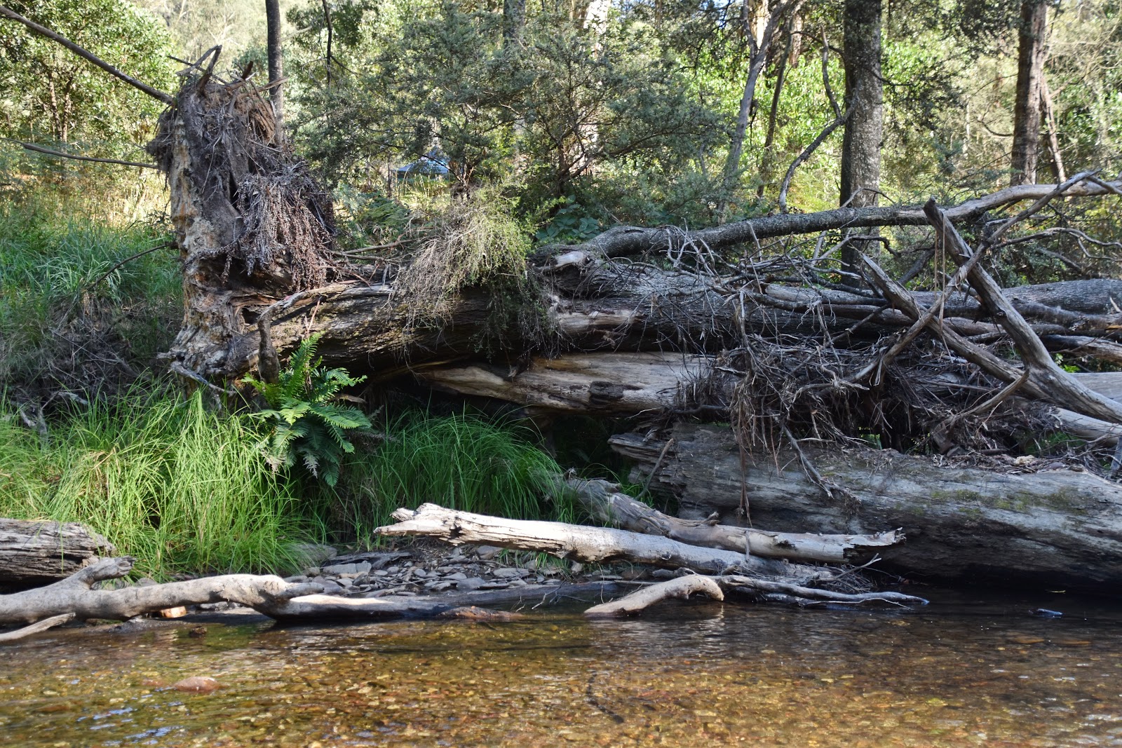 Snakes Reserve 4