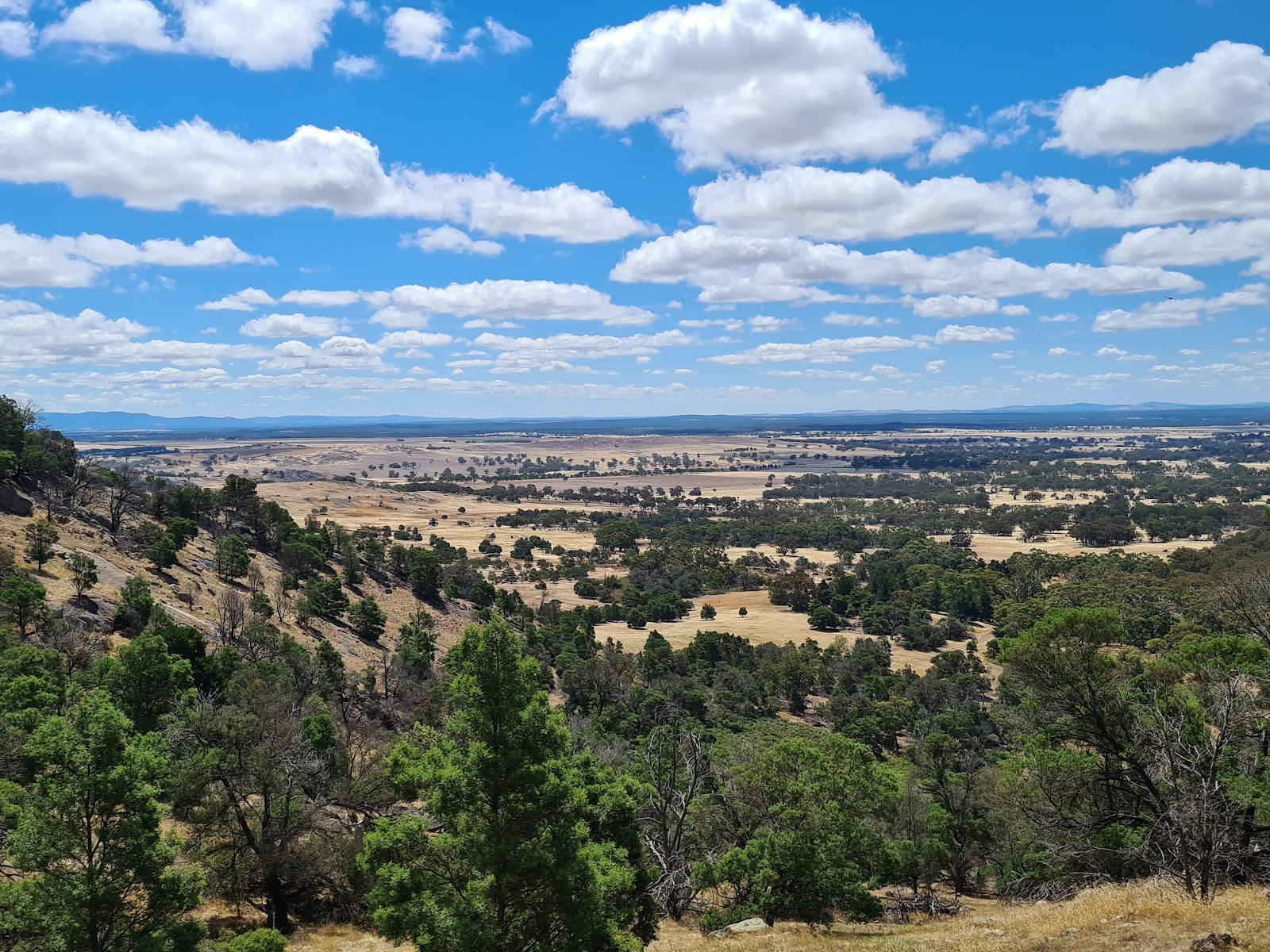 Cork Oaks 2