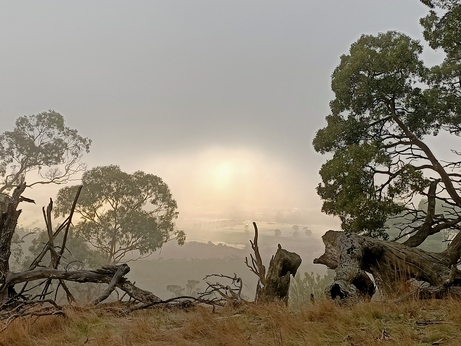 Cork Oaks 3