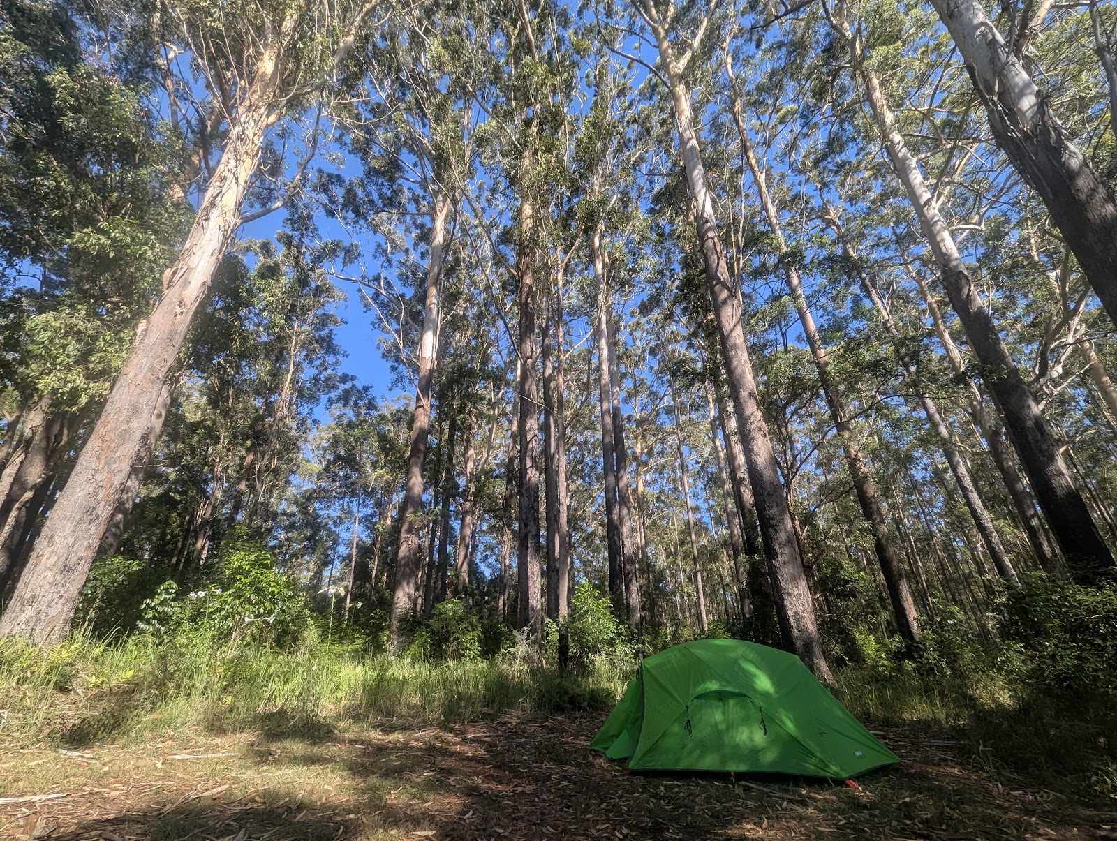 Coopernook Forest Camping Ground 4