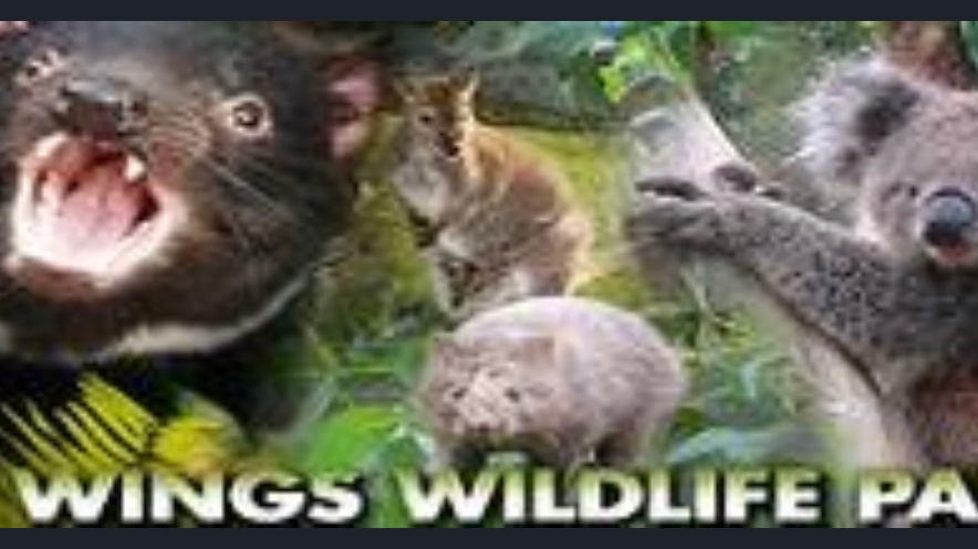 Wings Wildlife Park Accommodation 2
