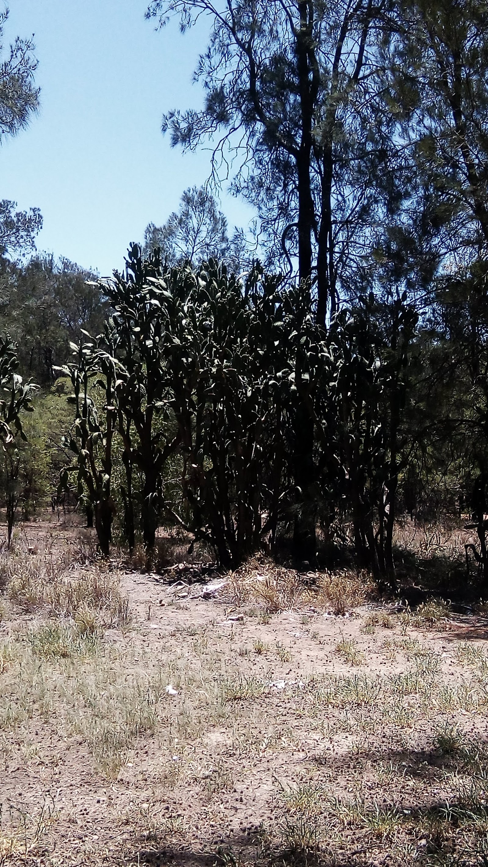 Munda Rest Area 2
