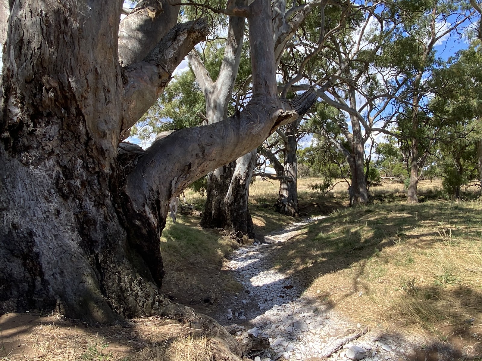 Towitta Campground 3