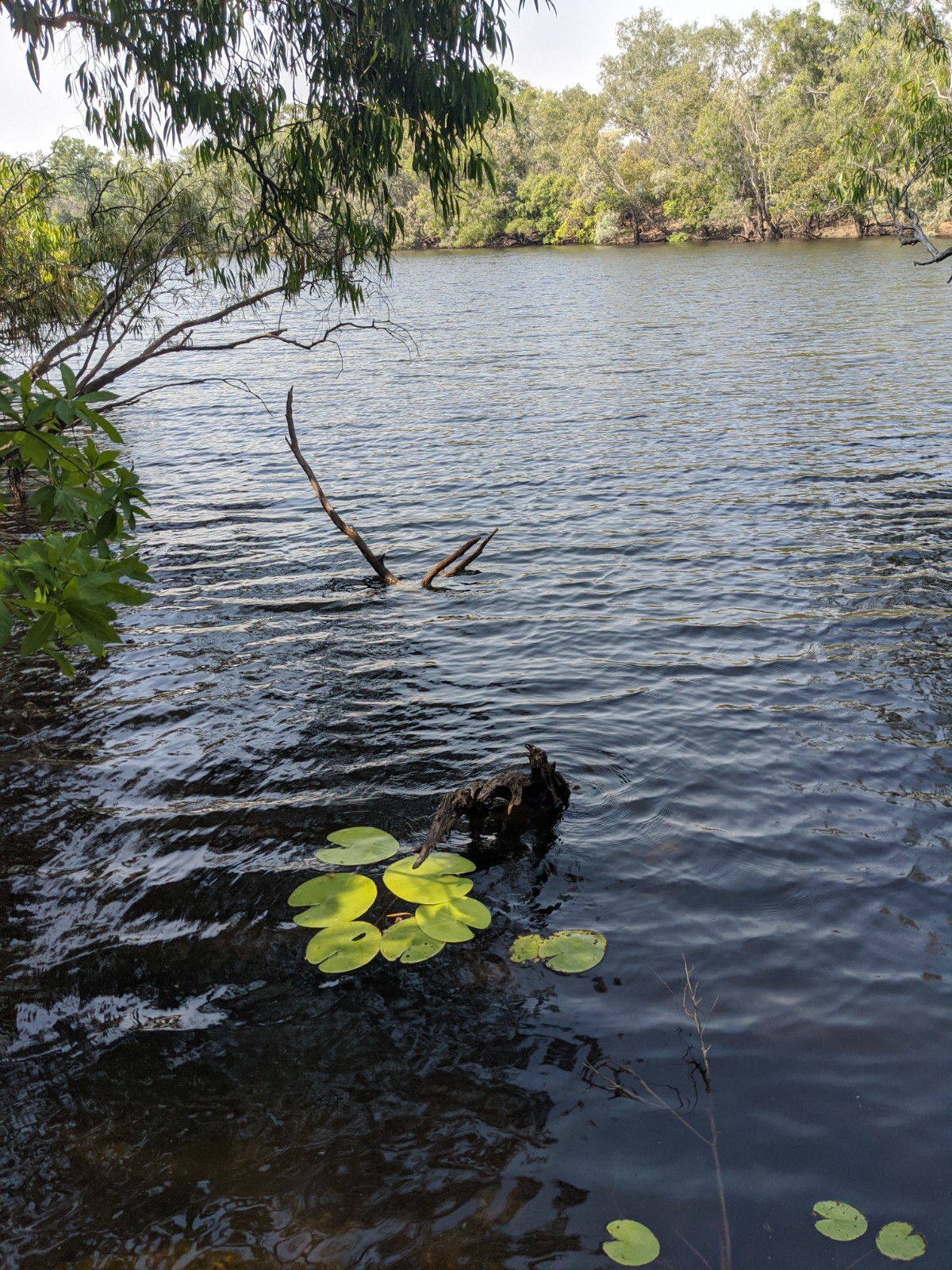 Hann Crossing Camping area, Rinyirru (Lakefield) National Park 3