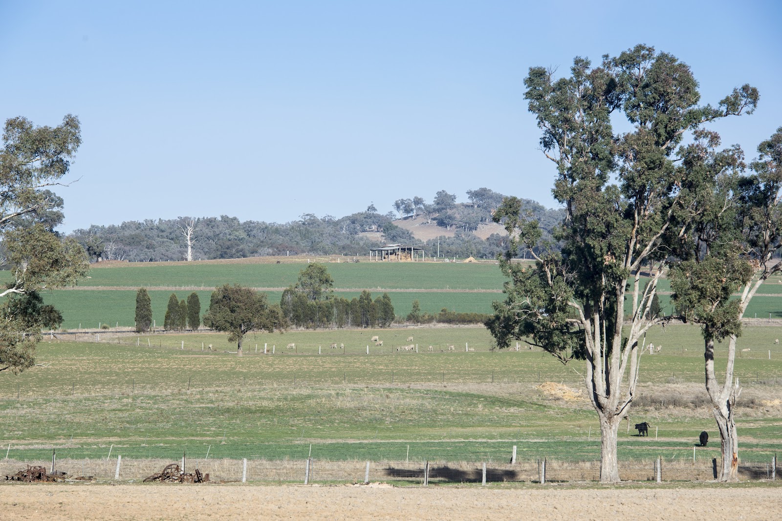Pine View Camping and Farmstay B&B 3