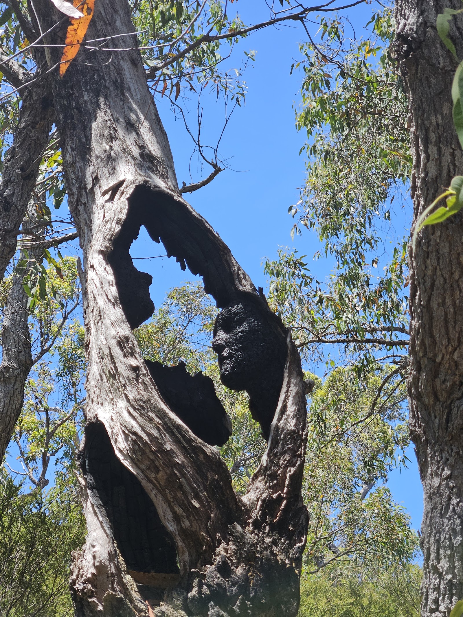 Northcliffe Visitor Centre 2
