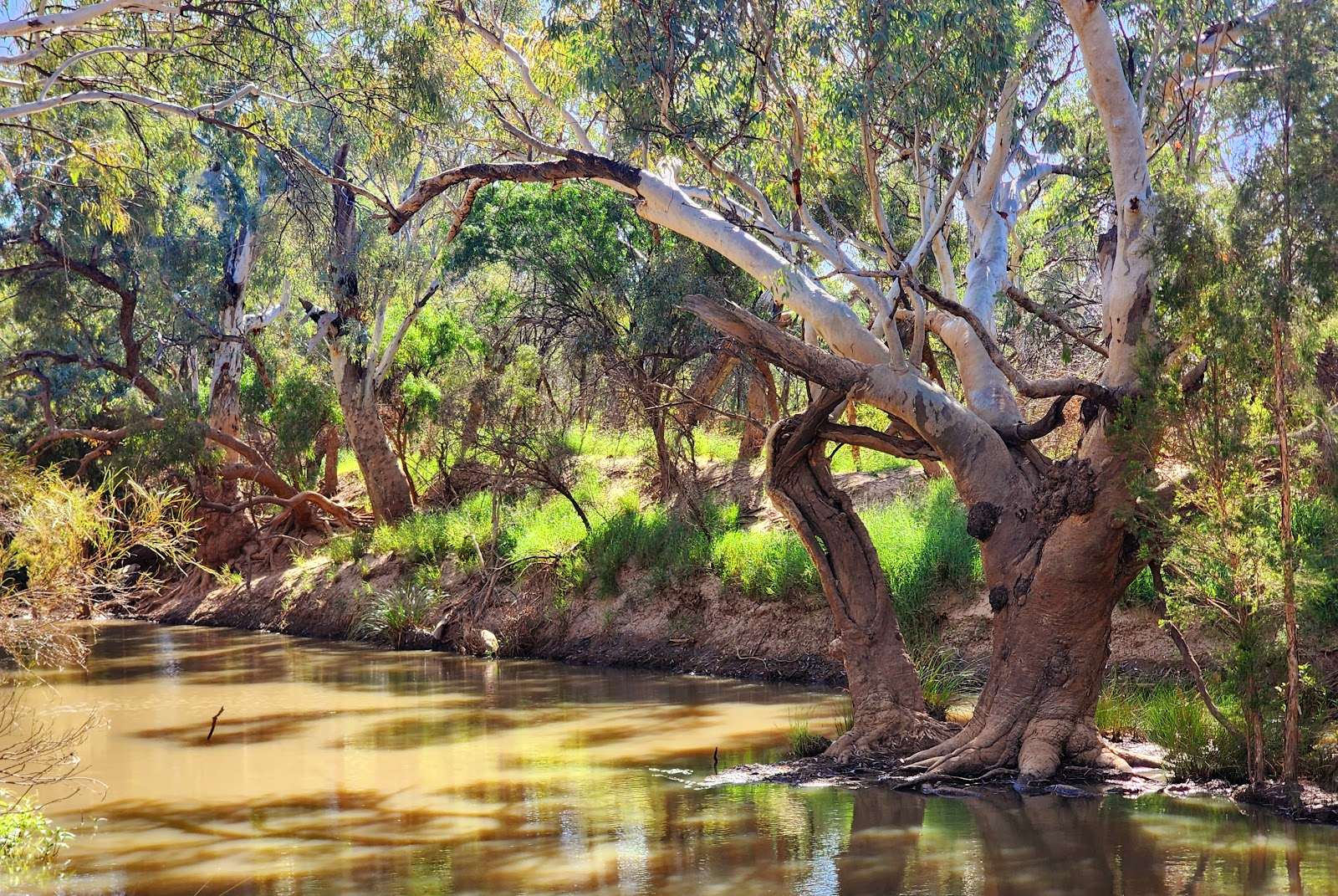 Bulloo River 5