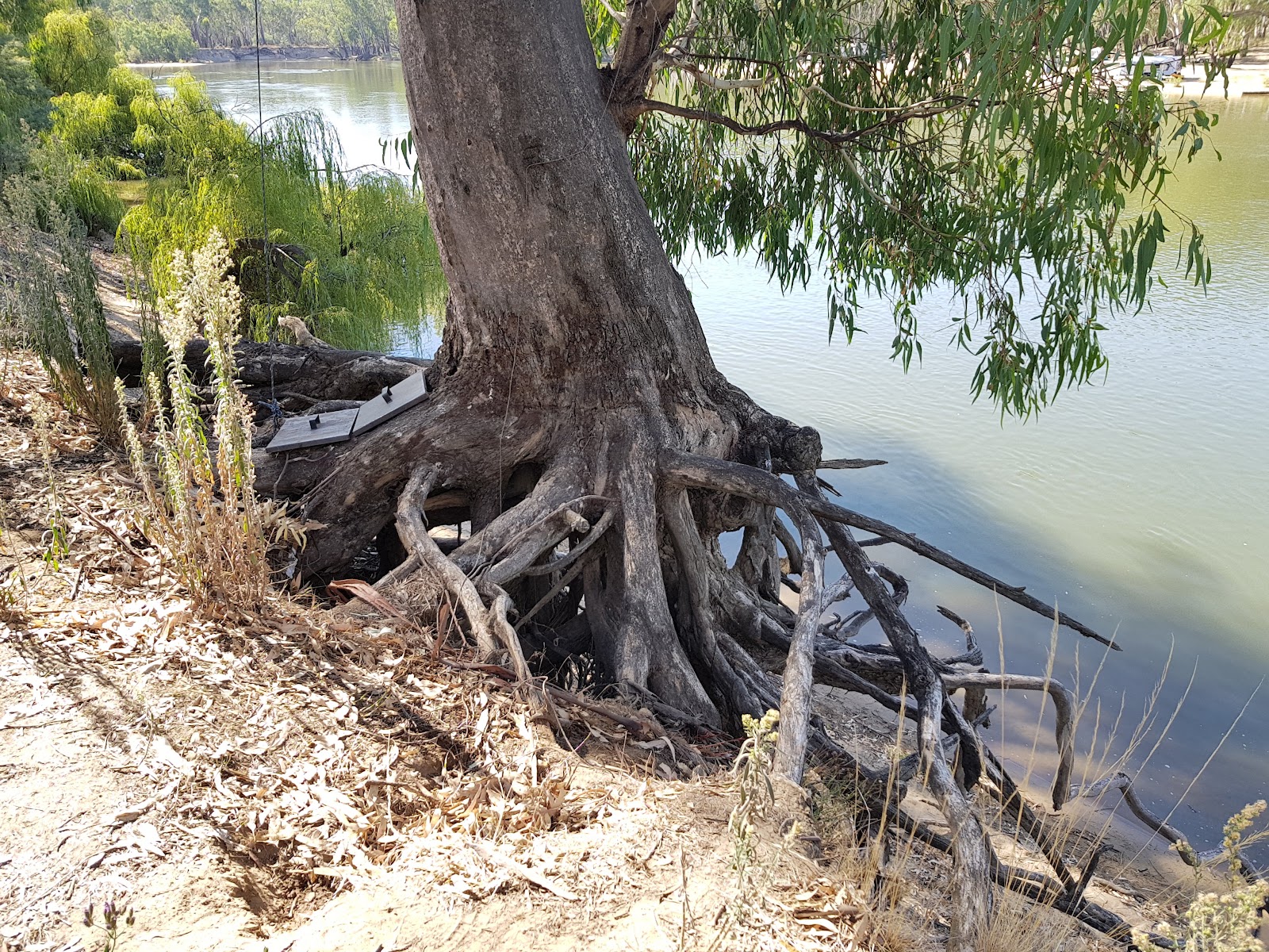 Mulwala campground 5