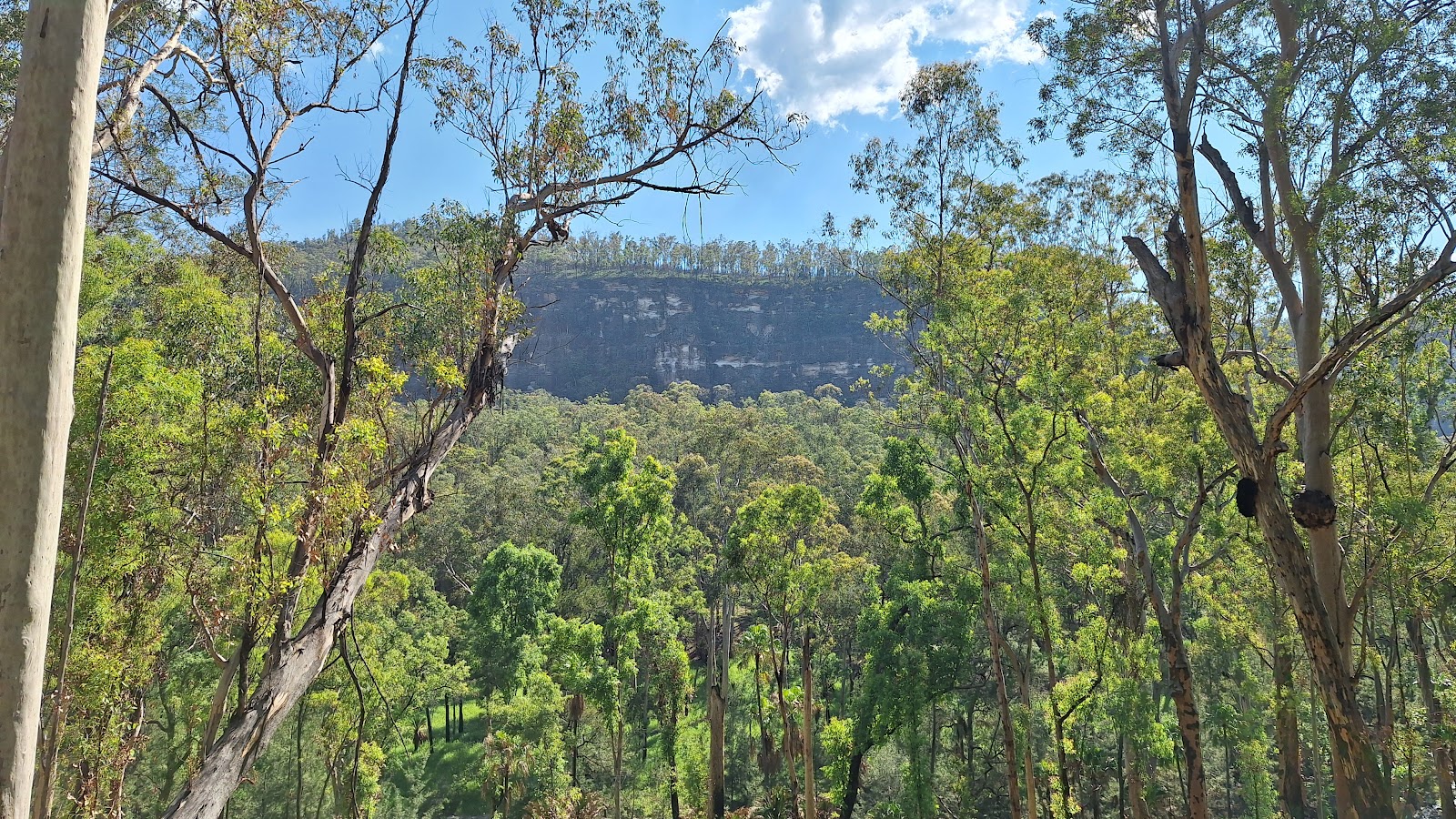 Carnarvon Gorge camping area, Carnarvon National Park 3