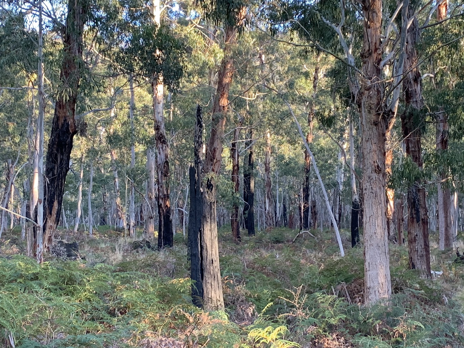 Jimmy Creek Campground 3