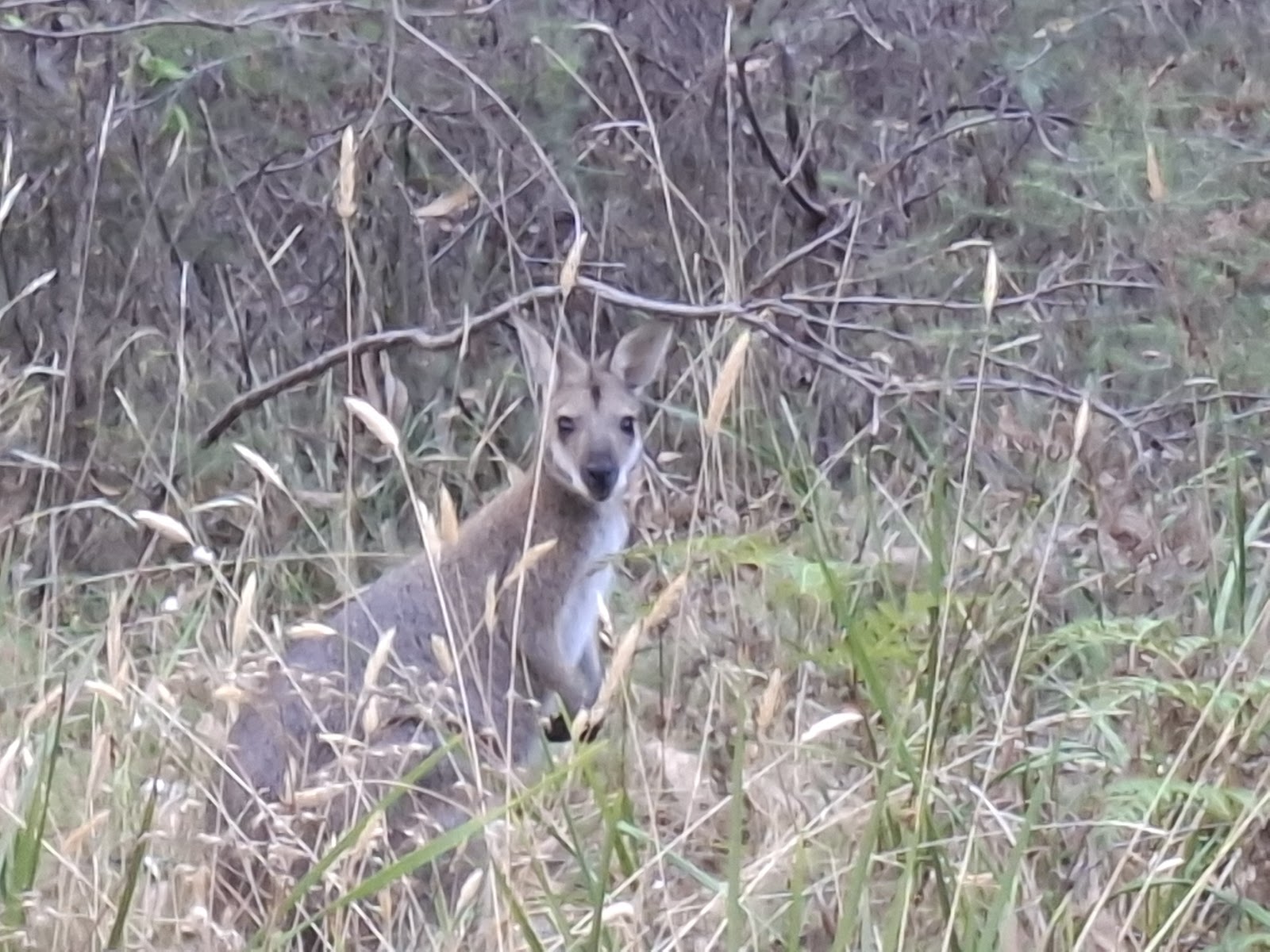 Saw Pit Picnic Area 4