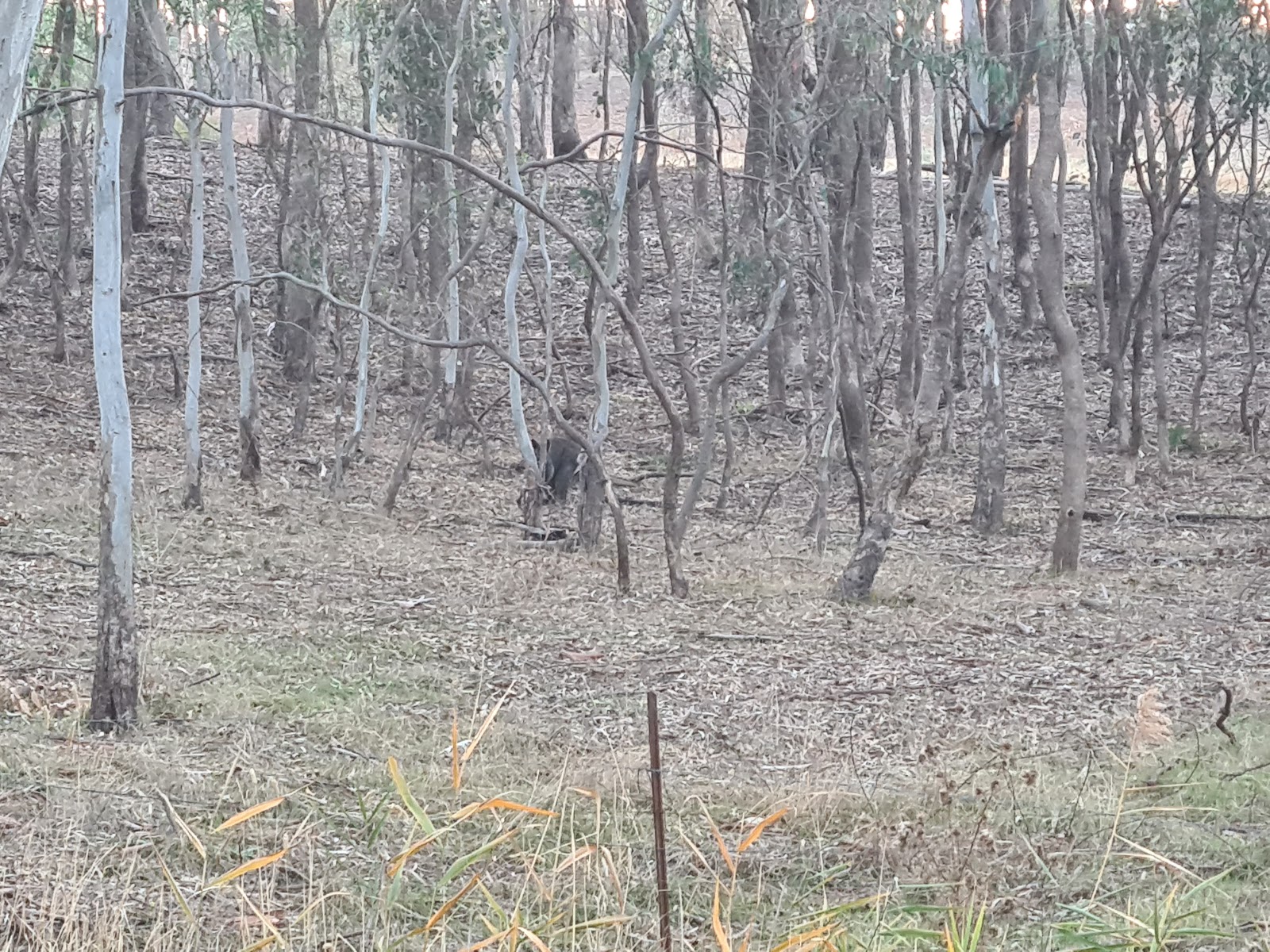 Lockwood Streamside Reserve 2