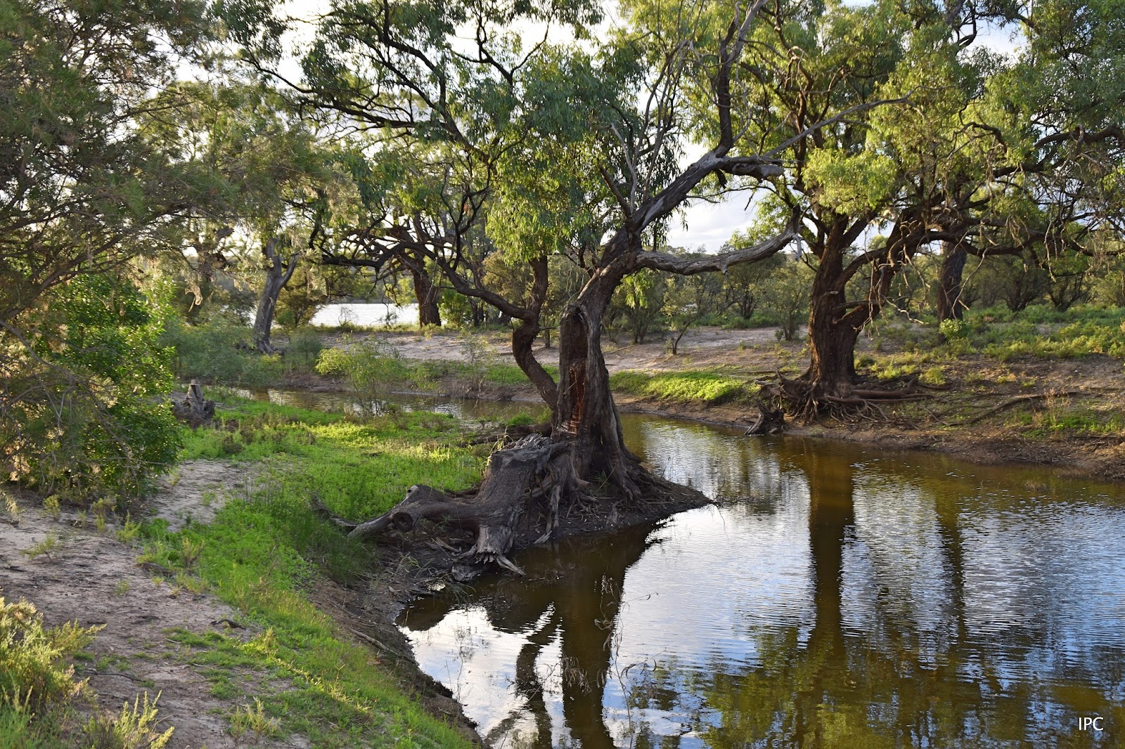 Morgan Conservation Park 6