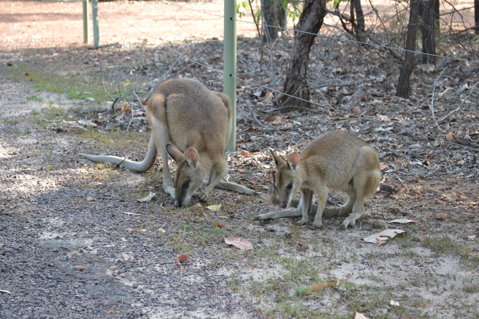 Wangi Falls Camping Area 3