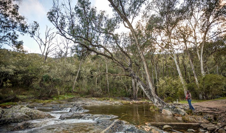 Jounama Creek Campground 2