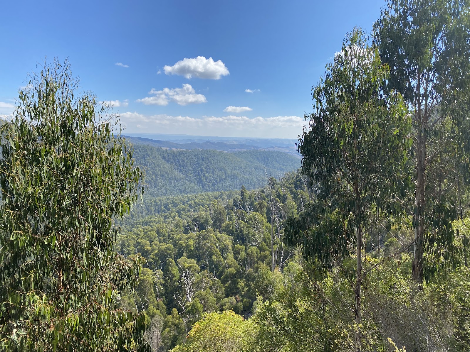 Murrindindi Scenic Reserve 7
