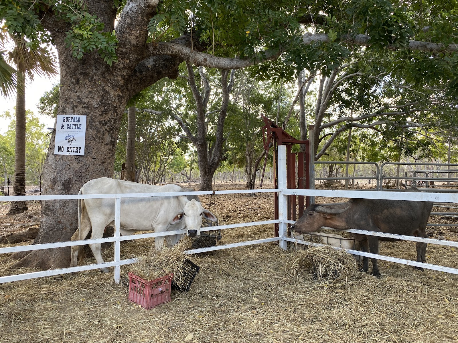 Little Roper Stock Camp 7