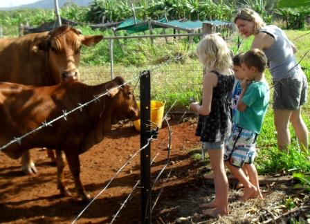 Hill Top Farm Cabins and Camping 4