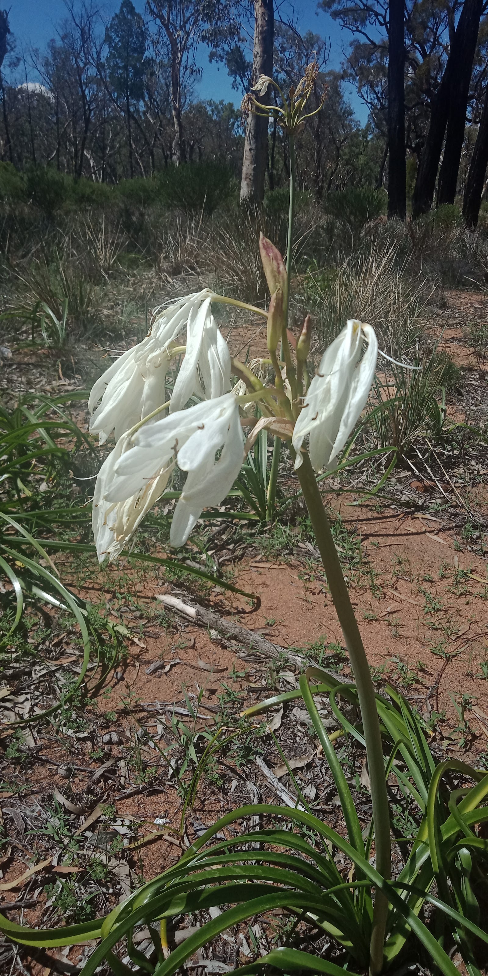 Pilliga Rest Area 3