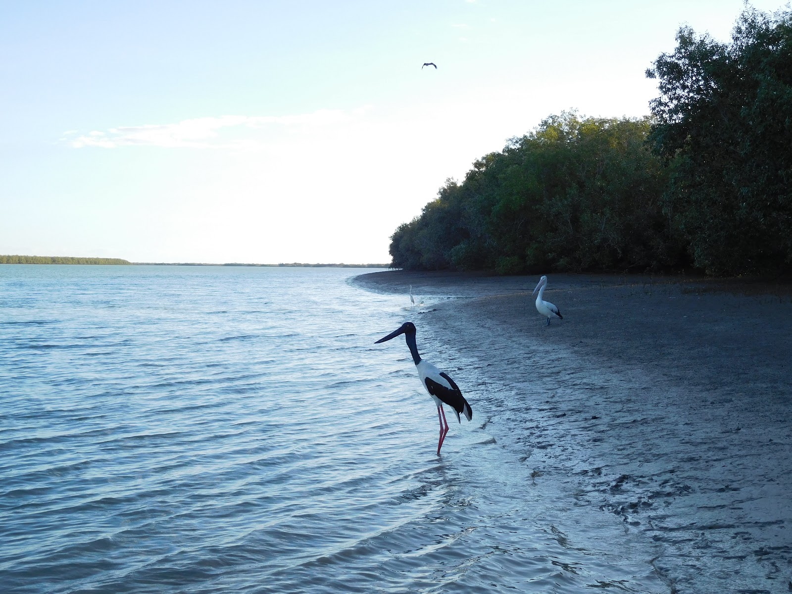 Norman River 2