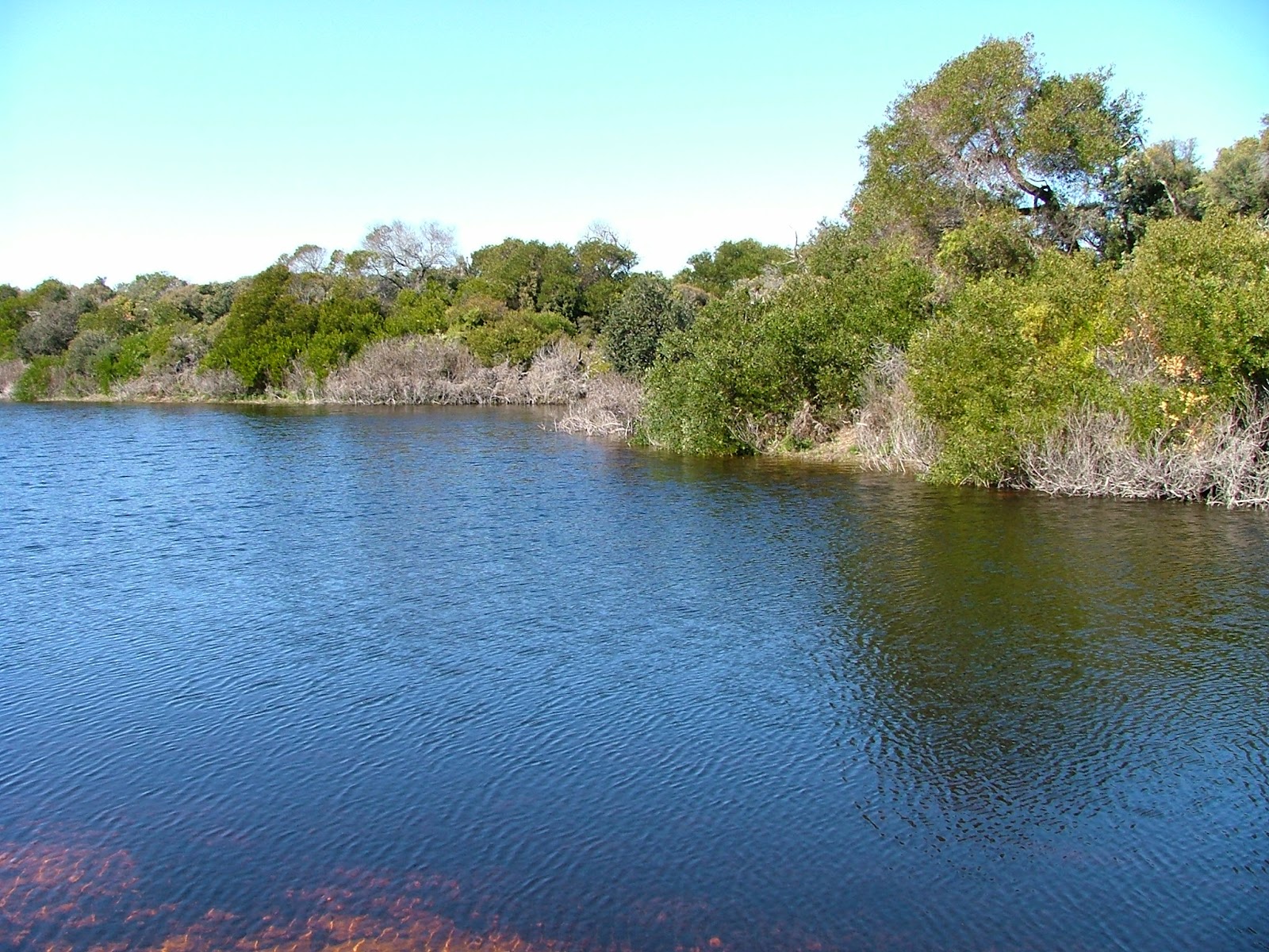 Blackmans Lagoon Camping Area - Waterhouse Cons Area 4