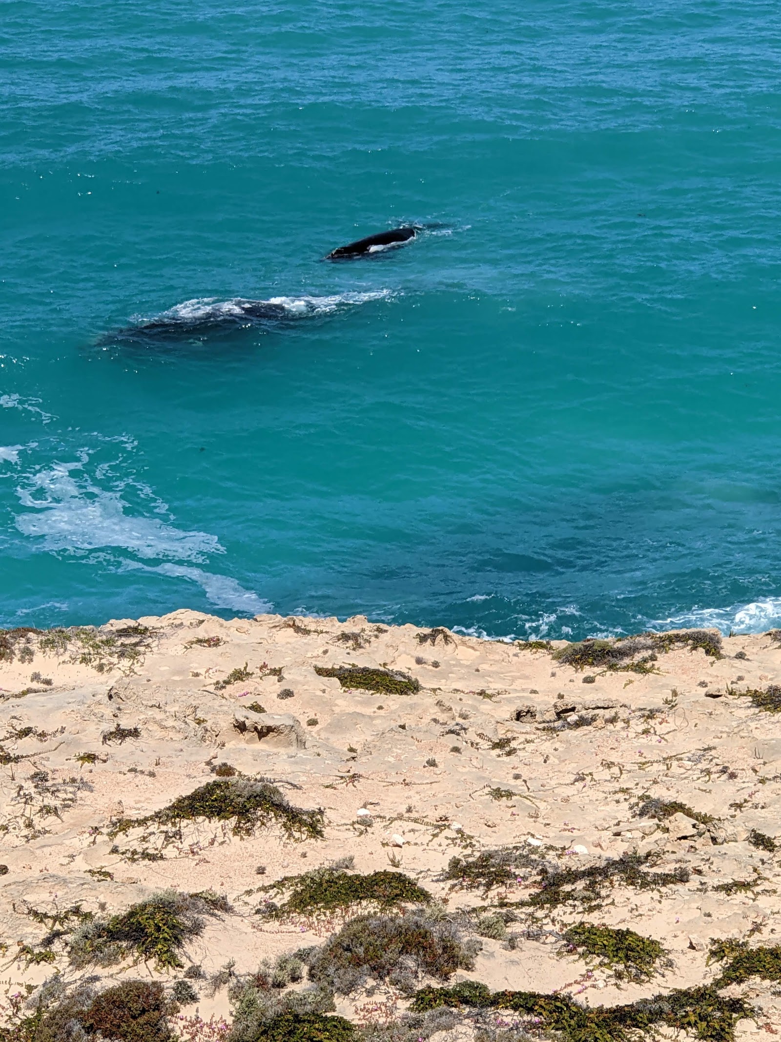Head Of The Bight Lookout 4